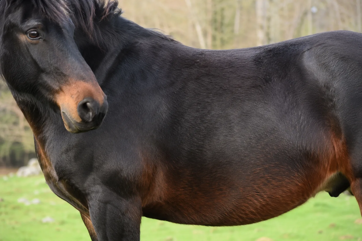 Cheval d'Azerbaïdjan de robe alezane, montrant ses sabots durs et résistants
