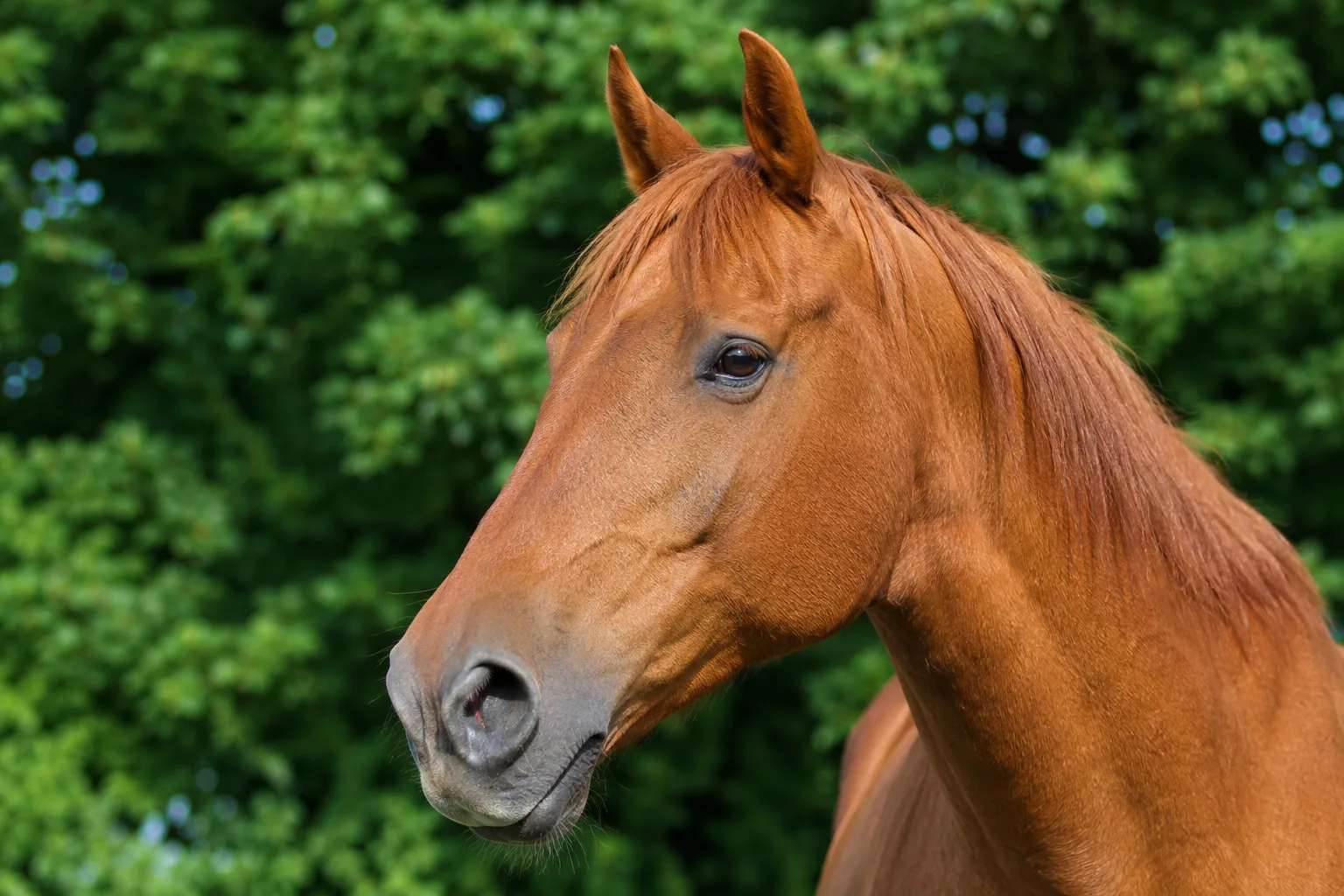 Gros plan sur la tête d'un cheval Azteca gris, mettant en valeur son profil noble et ses yeux expressifs.