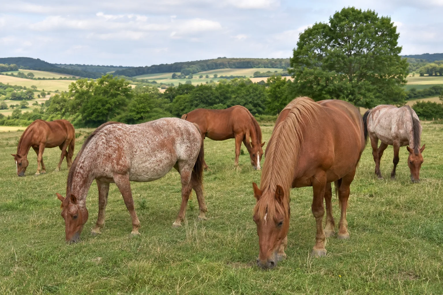Troupeau de chevaux Azteca au pâturage dans un pré verdoyant, ambiance paisible.
