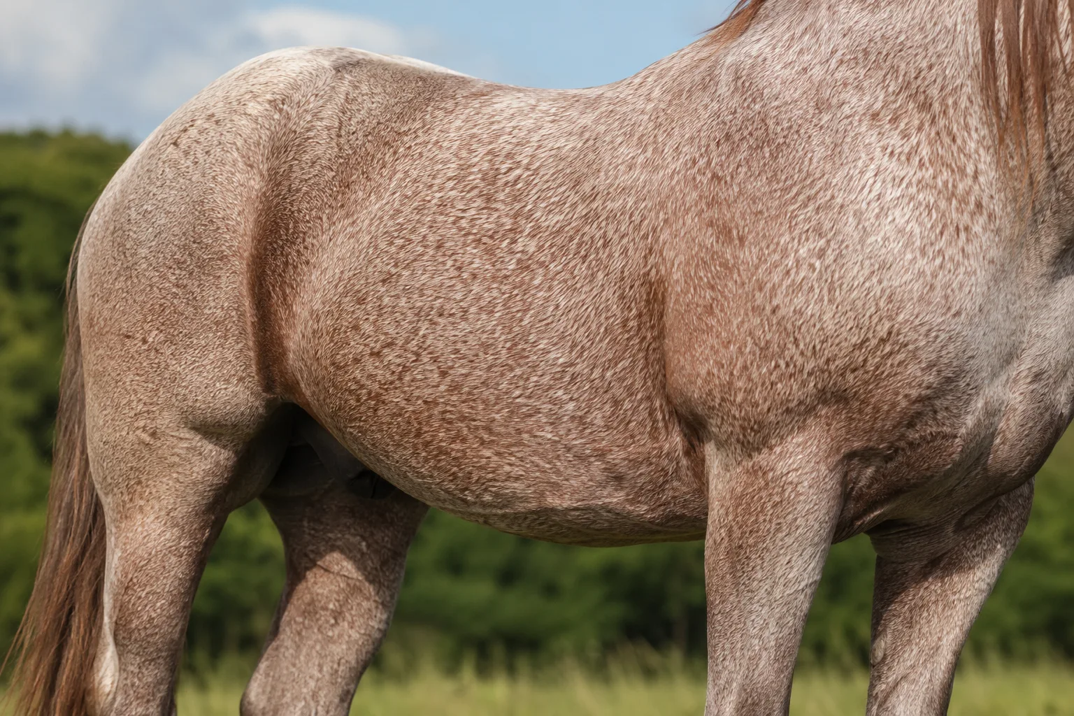 Cheval Azteca à la robe palomino, mettant en évidence sa couleur dorée et sa crinière claire.