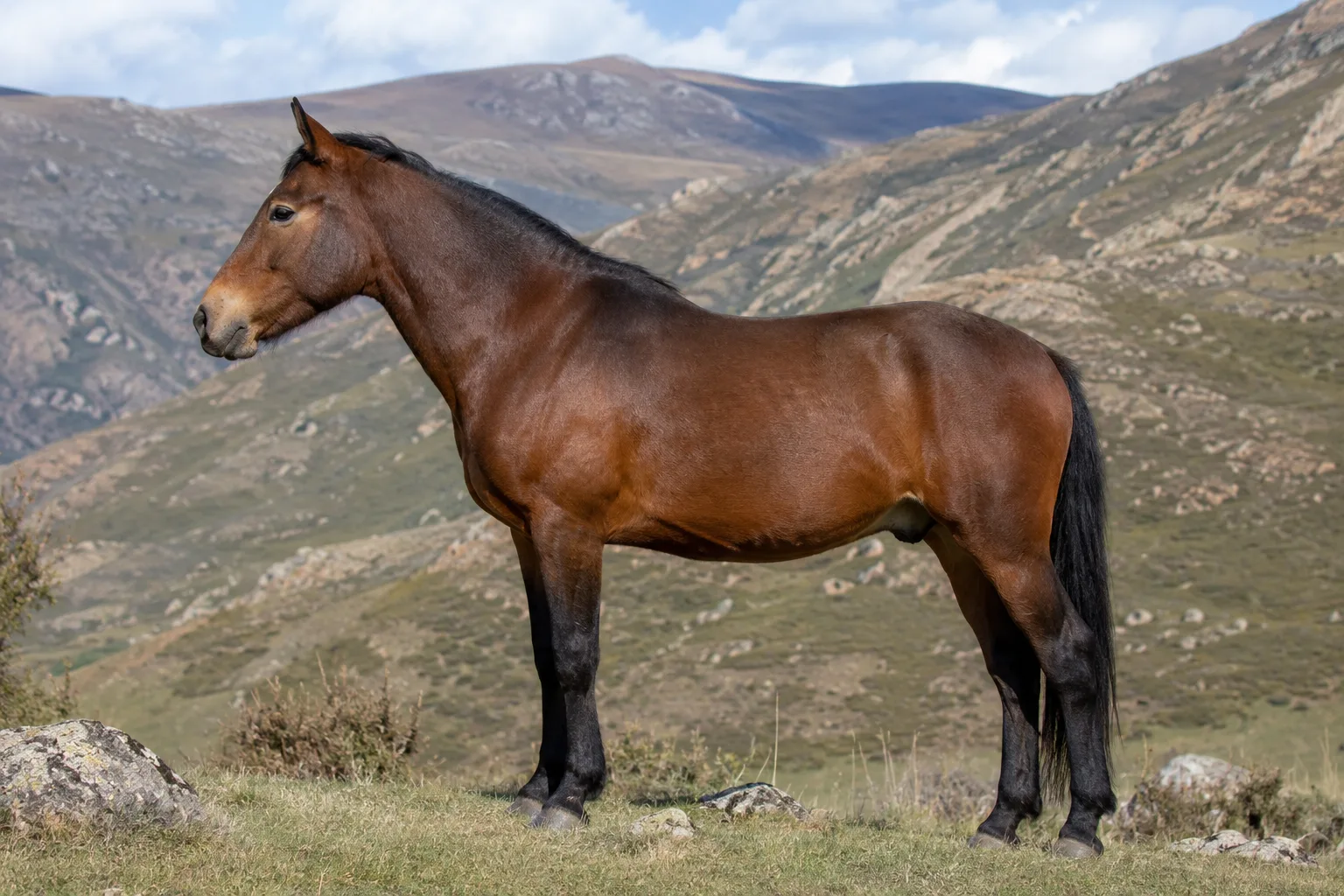 Cheval Baise de robe baie, de profil, debout dans un pré verdoyant, montrant sa silhouette compacte et musclée.