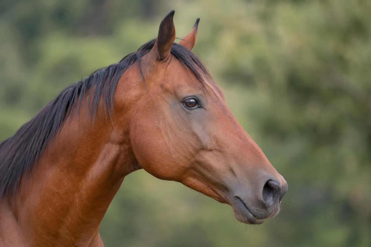 Gros plan sur la tête d'un cheval Baise, mettant en valeur son profil rectiligne et ses yeux vifs.