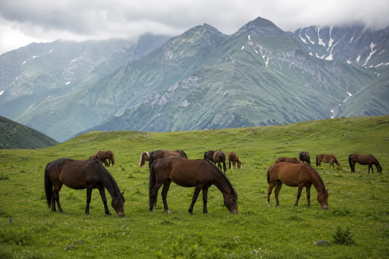 Plusieurs chevaux Baise (bai et alezan) paissant tranquillement dans un grand pré verdoyant, sous un ciel clair.