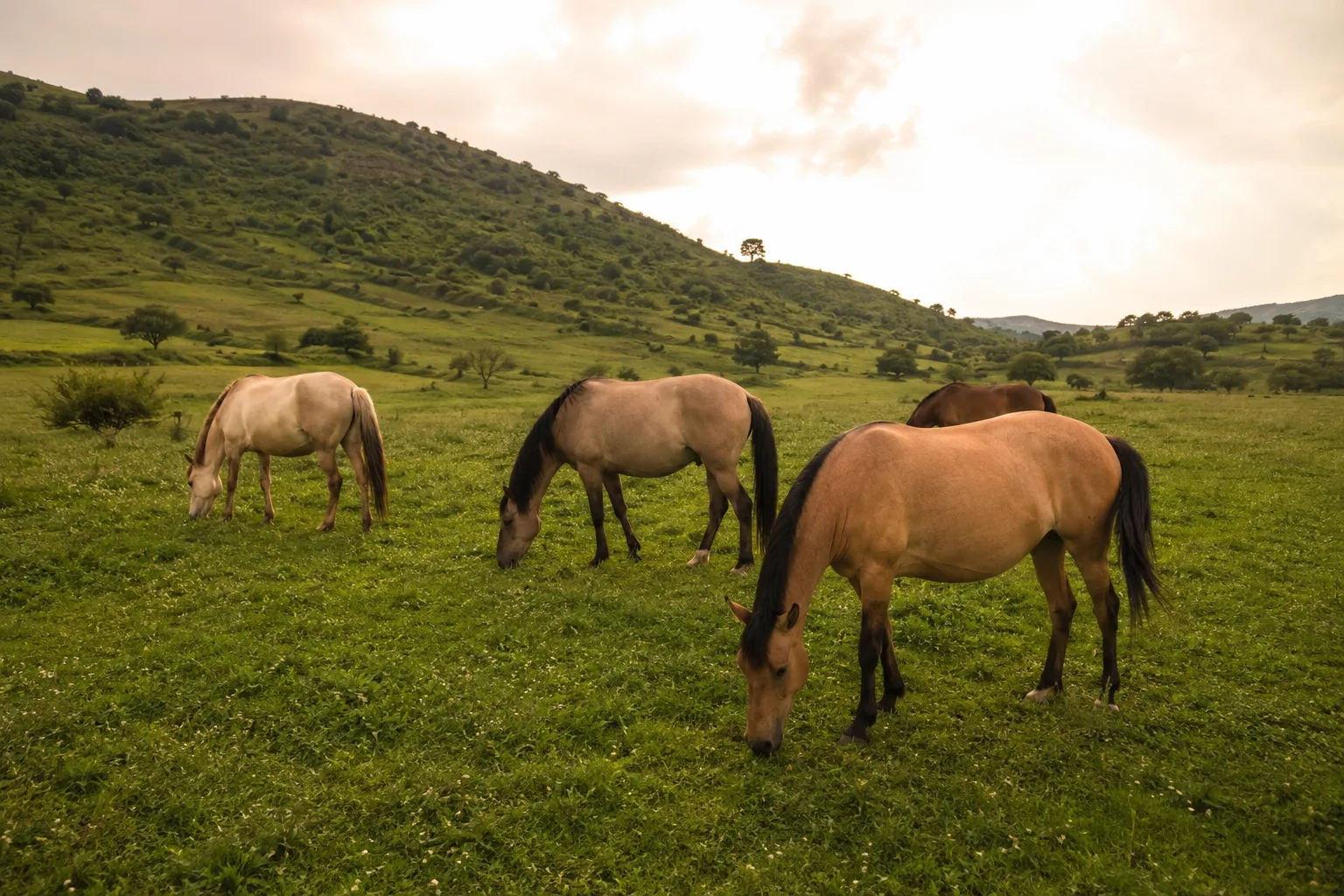 Troupeau de chevaux Bale au pâturage dans les hauts plateaux éthiopiens