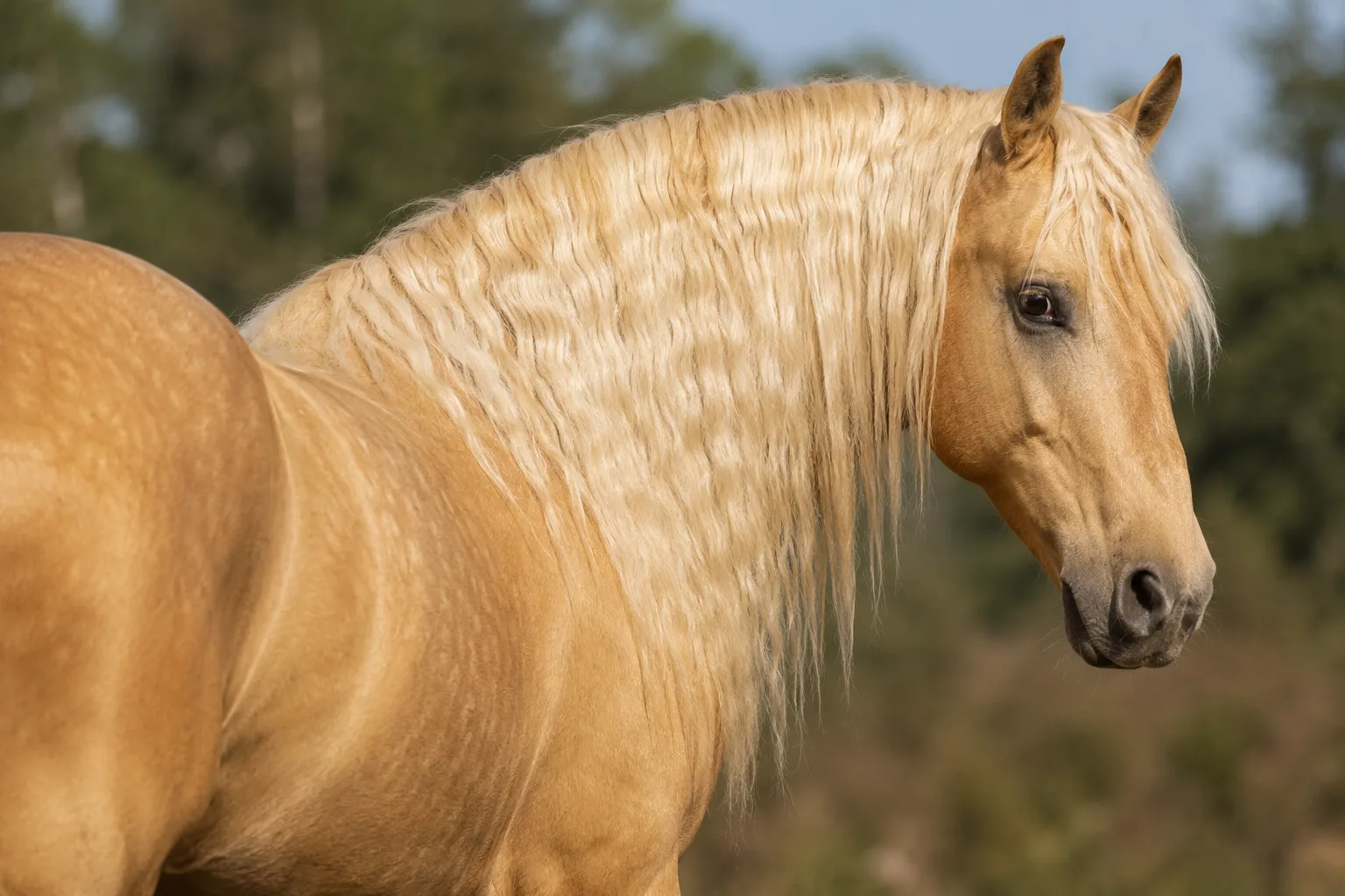Cheval Bale à la robe alezane, montrant ses sabots durs et résistants