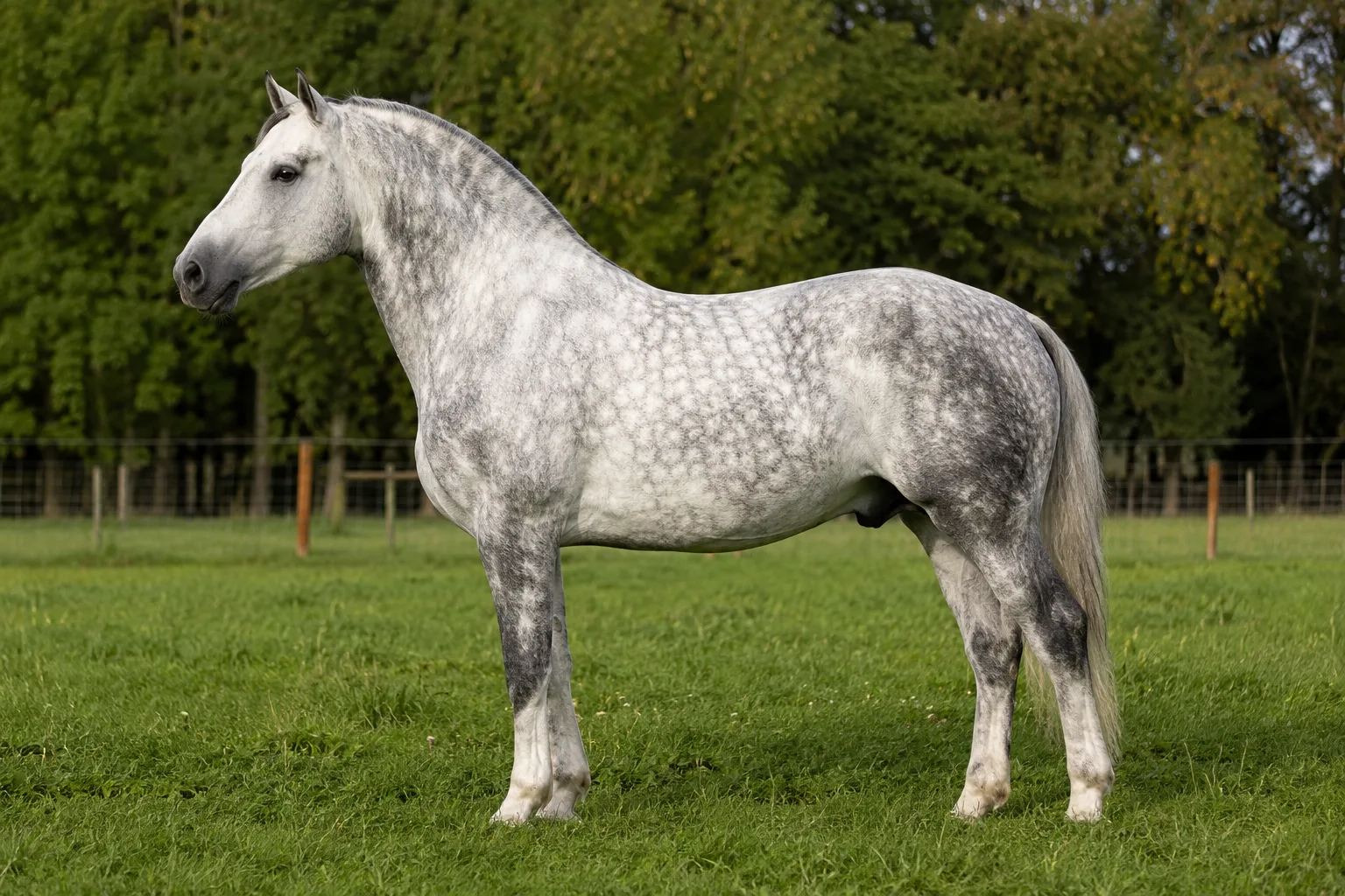 Cheval Boulonnais gris pommelé, de profil, dans un pré verdoyant, montrant son élégance et sa musculature.