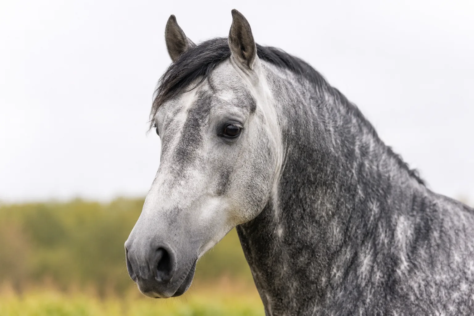 Gros plan sur la tête expressive d'un cheval Boulonnais gris, mettant en valeur ses grands yeux et son chanfrein droit.