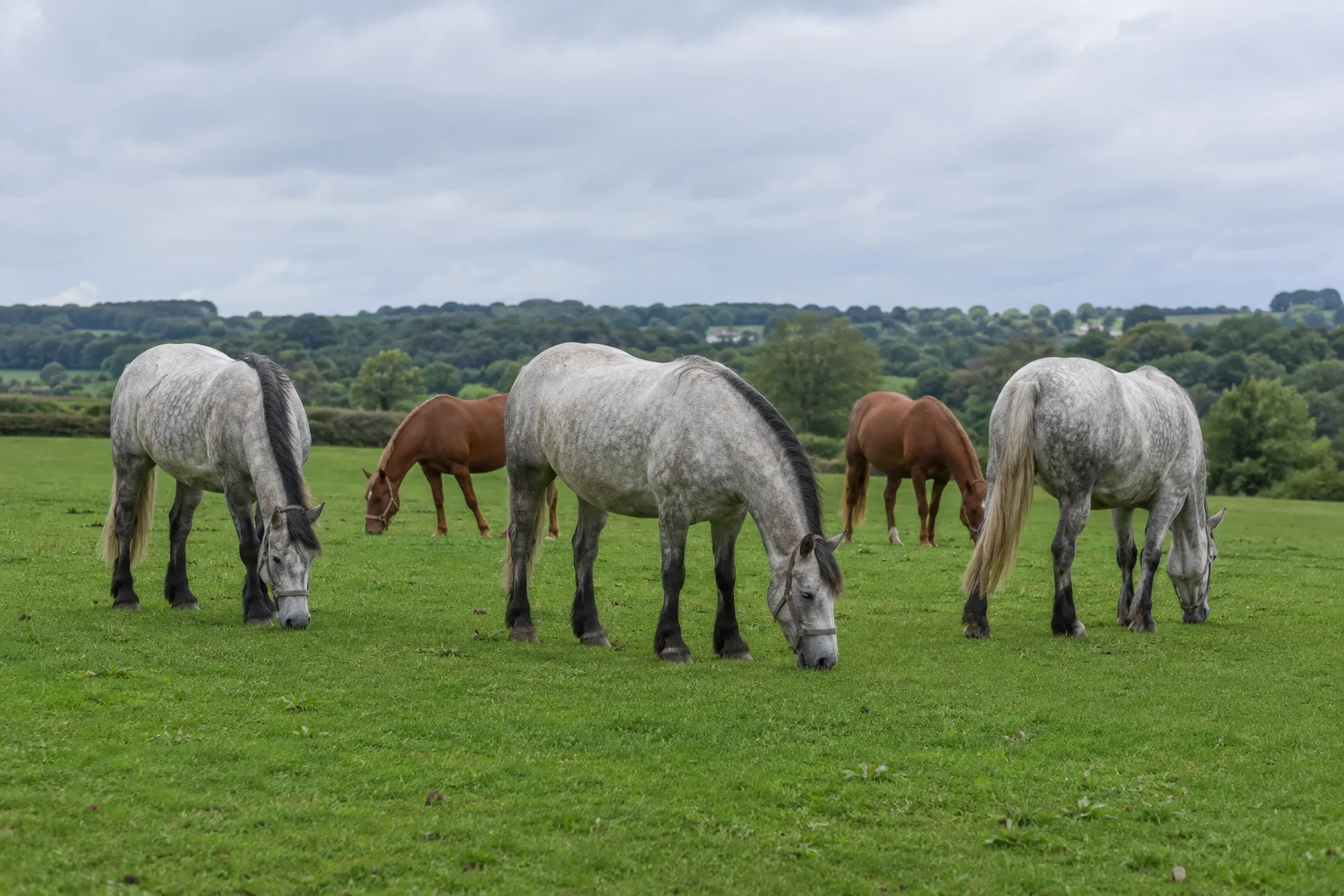 Plusieurs chevaux Boulonnais gris et alezans paissant tranquillement dans un grand pré du Pas-de-Calais.