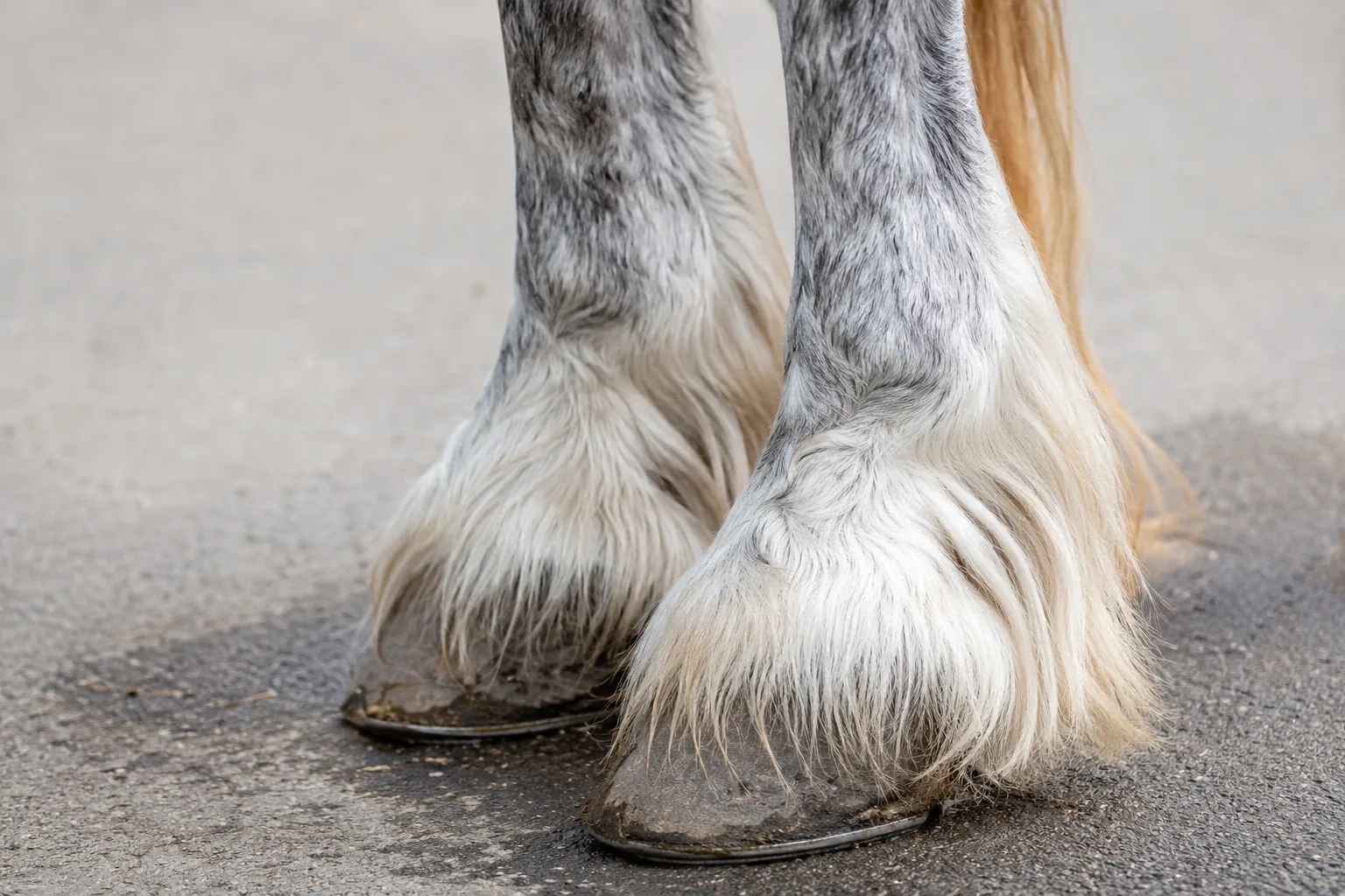 Détail des fanons fins et soyeux sur les membres d'un cheval Boulonnais gris, illustrant la finesse de la race.