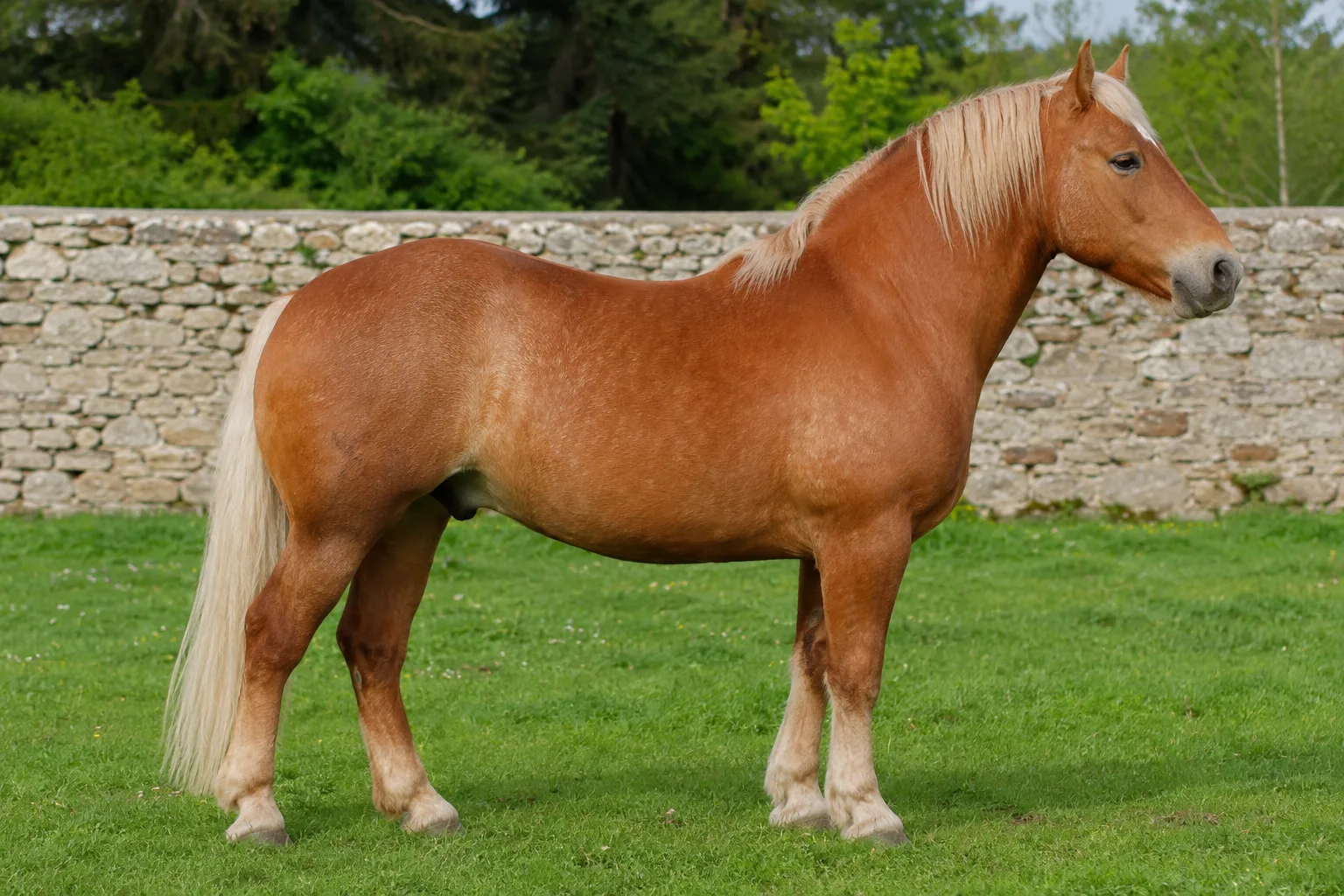 Cheval Breton alezan, de profil, dans un pré verdoyant avec un mur en pierre breton en arrière-plan.