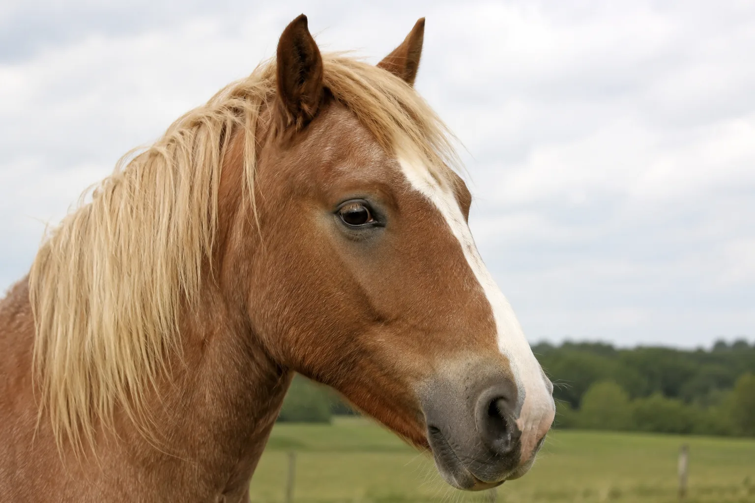 Portrait en gros plan de la tête d'un cheval Breton, montrant ses yeux vifs et son chanfrein droit.