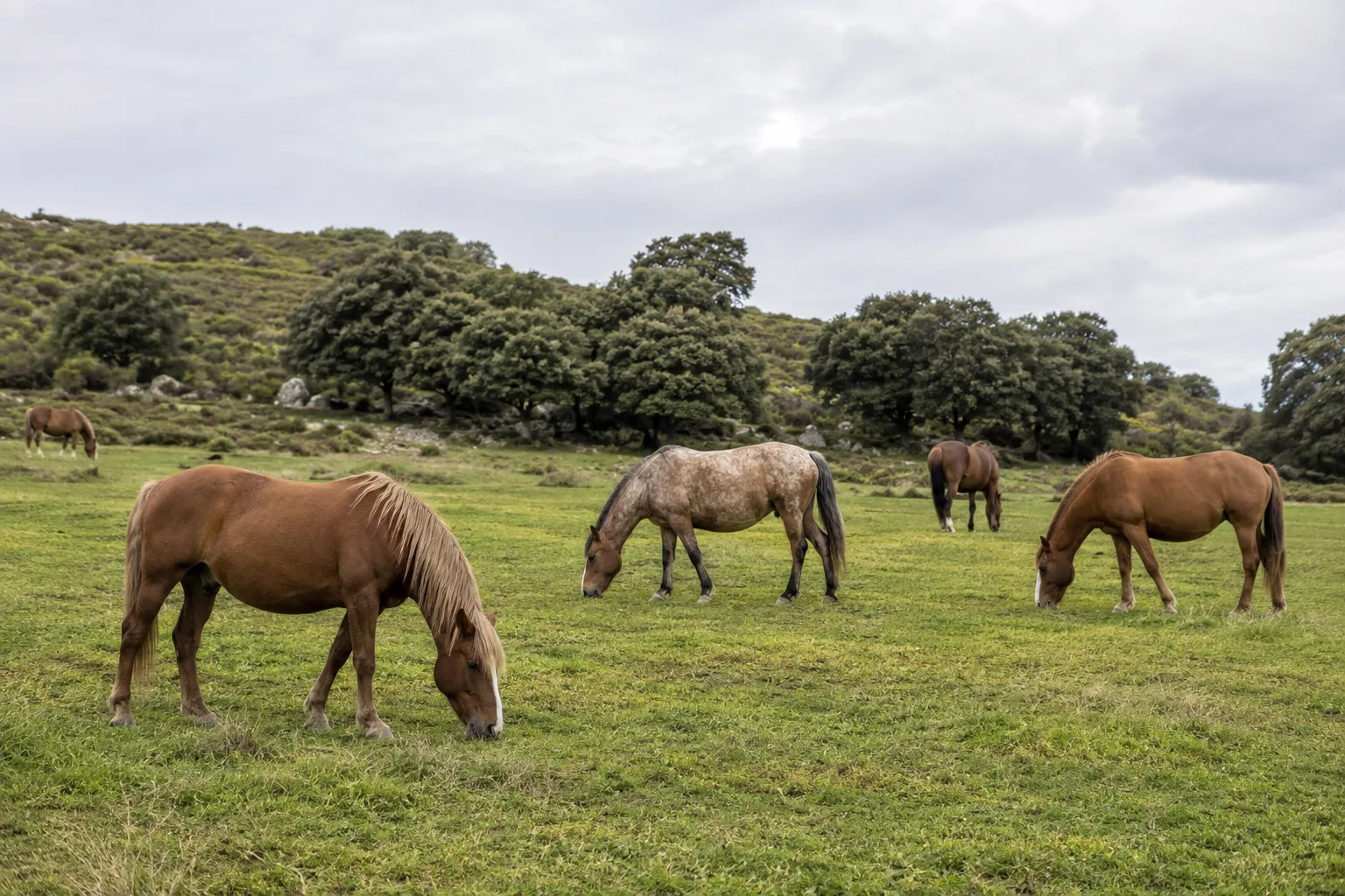 Un groupe de chevaux Bretons de différentes robes paissant tranquillement dans un grand pré en Bretagne.