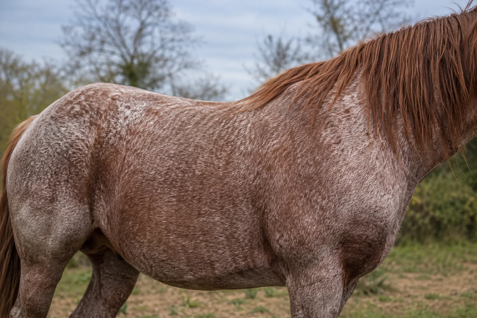 Détail du pelage rouan d'un cheval Breton, mettant en valeur la couleur et la texture de sa robe.