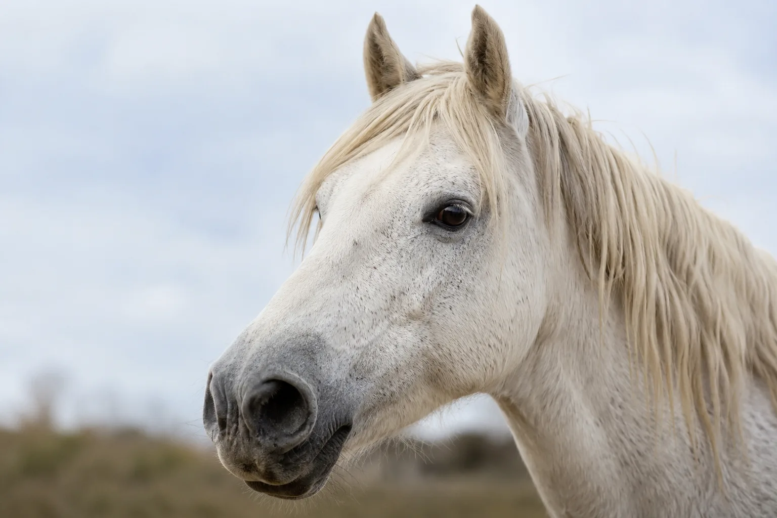 Gros plan sur la tête d'un cheval Camargue, montrant ses yeux vifs et son profil caractéristique.