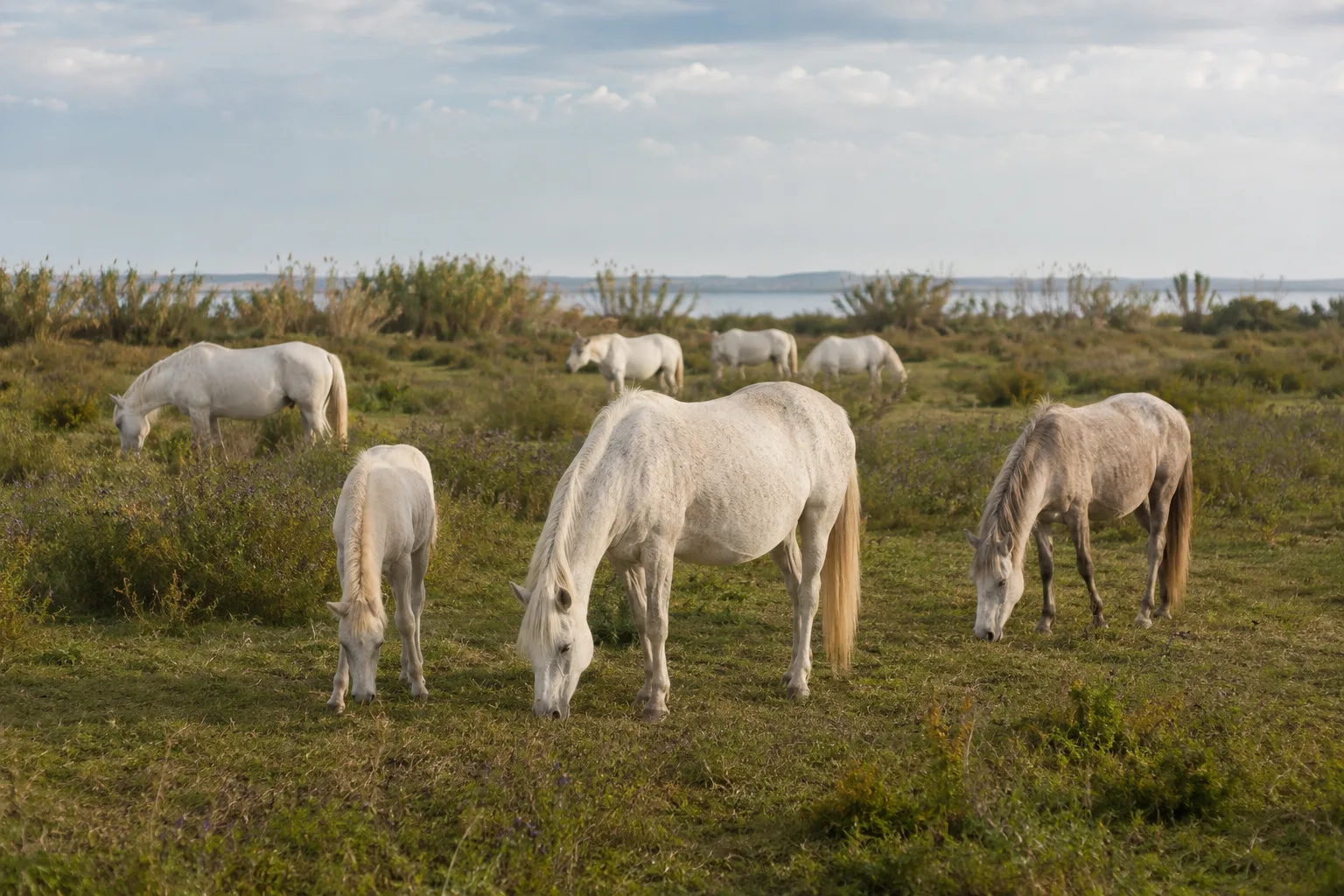 Troupeau de chevaux Camargue au pâturage dans un paysage typique de la Camargue.