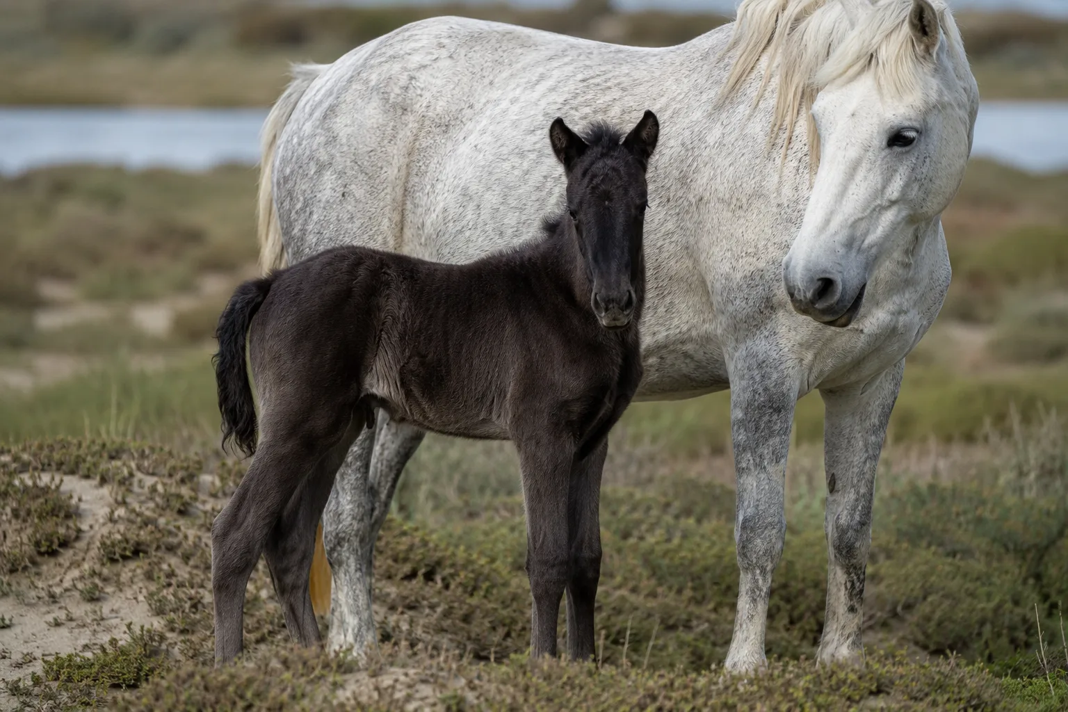 Poulain Camargue à la robe foncée (bai ou noir) aux côtés de sa mère grise, illustrant le changement de robe.