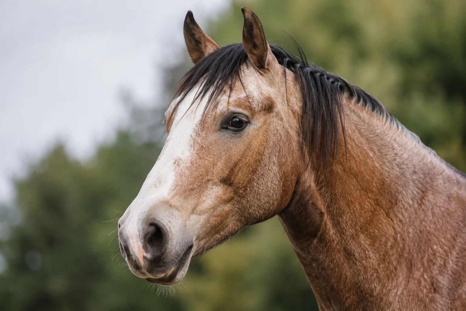 Close-up portrait of a Clydesdale's head, showing its straight profile and large expressive eyes.