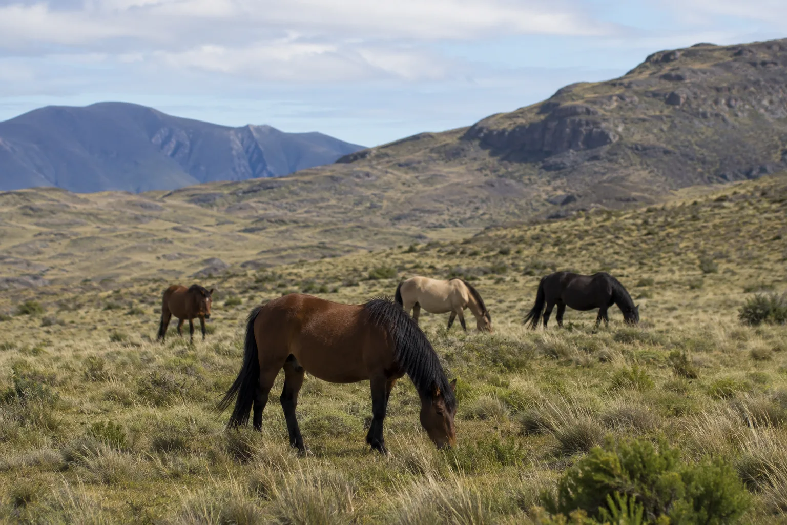 Several Clydesdale horses grazing peacefully in a hilly Scottish landscape.