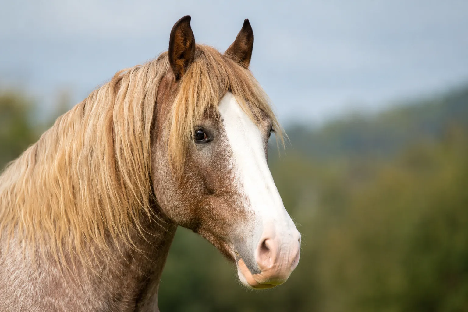 Gros plan sur la tête expressive d'un Cob Normand, avec un profil rectiligne et des yeux vifs.