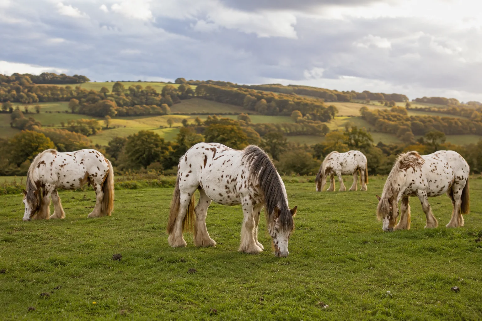 Plusieurs Cob Normand au pâturage dans un paysage typique de la Normandie, broutant tranquillement.