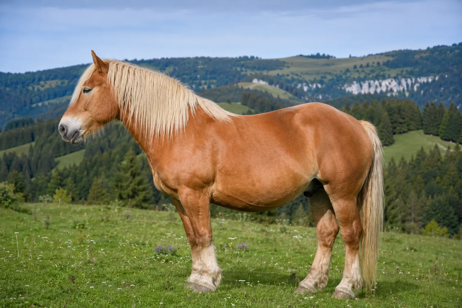 Cheval Comtois alezan crins lavés, de profil, dans un pâturage du Jura