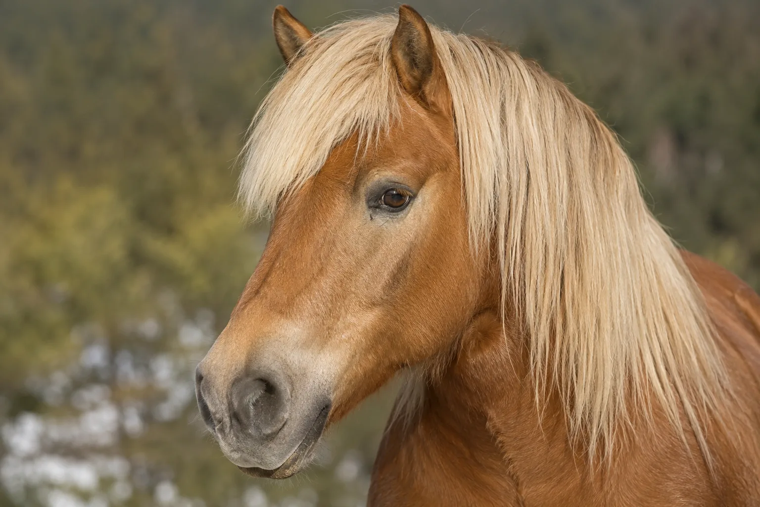 Portrait en gros plan de la tête d'un cheval Comtois