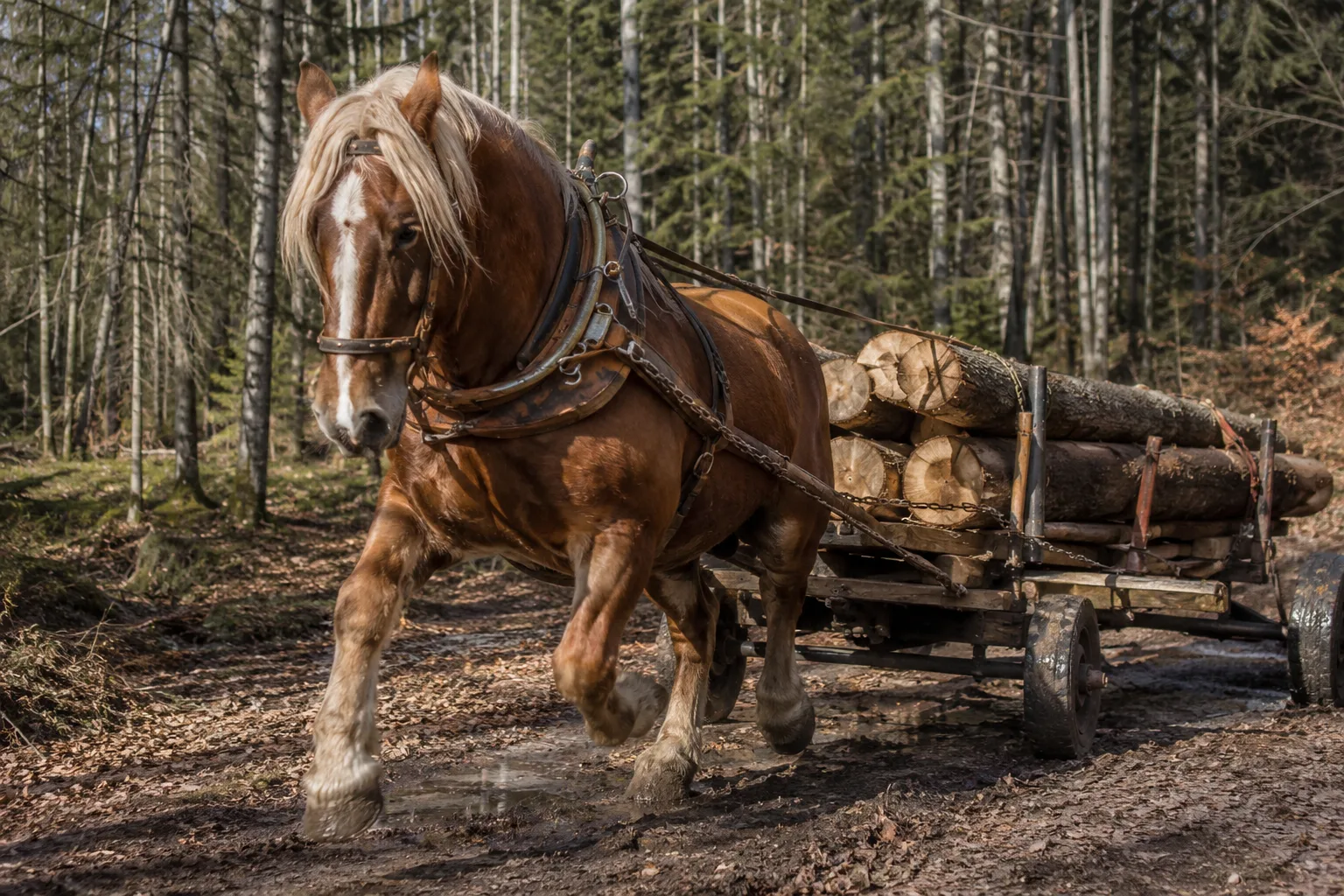 Cheval Comtois en action, tirant une charrette en forêt