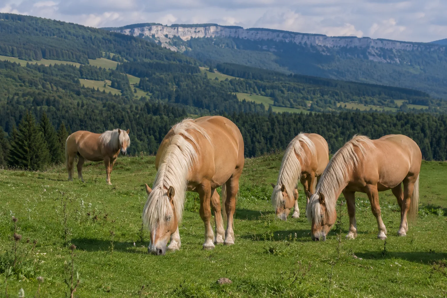 Troupeau de chevaux Comtois au pâturage dans un paysage de montagne