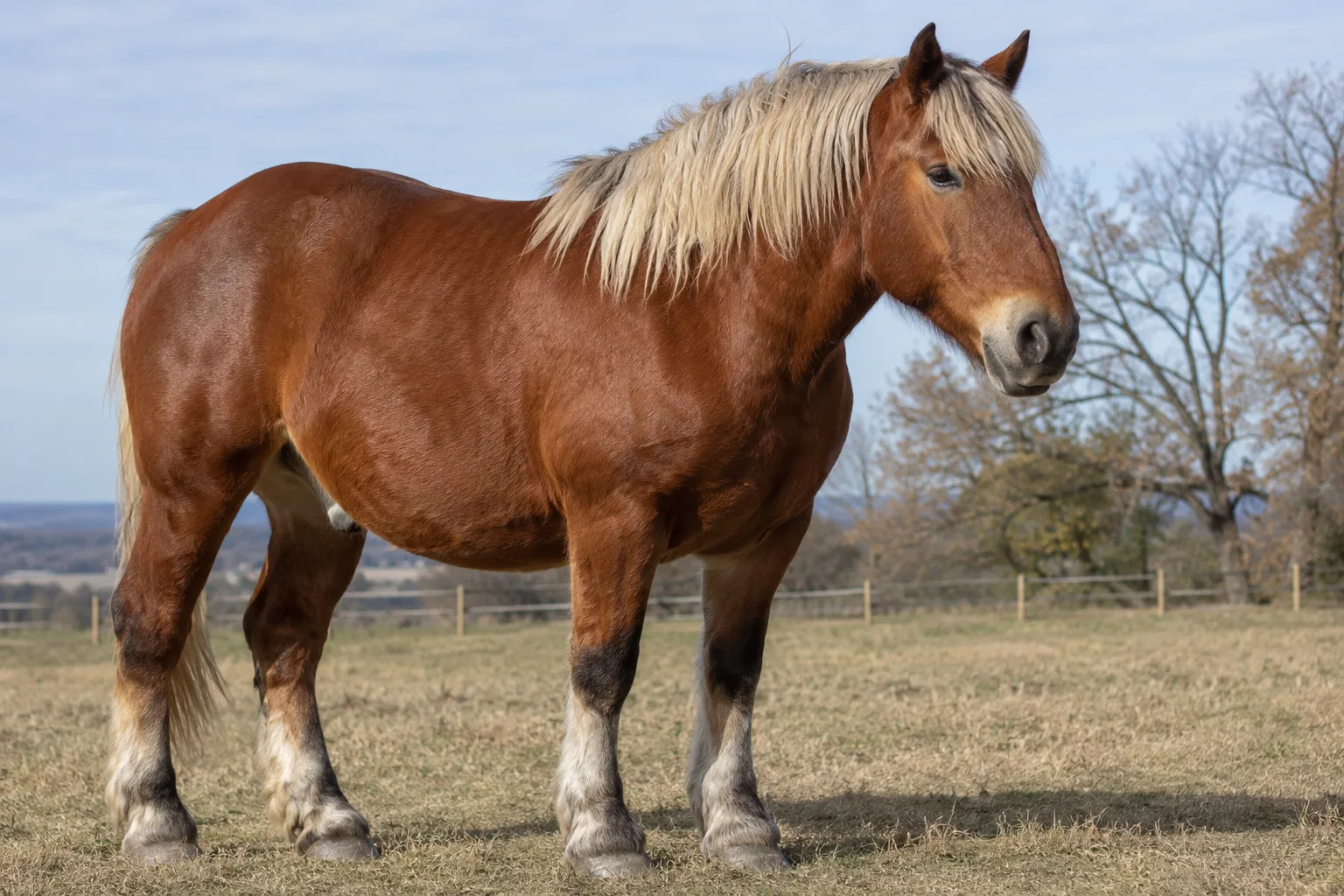Détail des membres et fanons d'un cheval Comtois à la robe baie