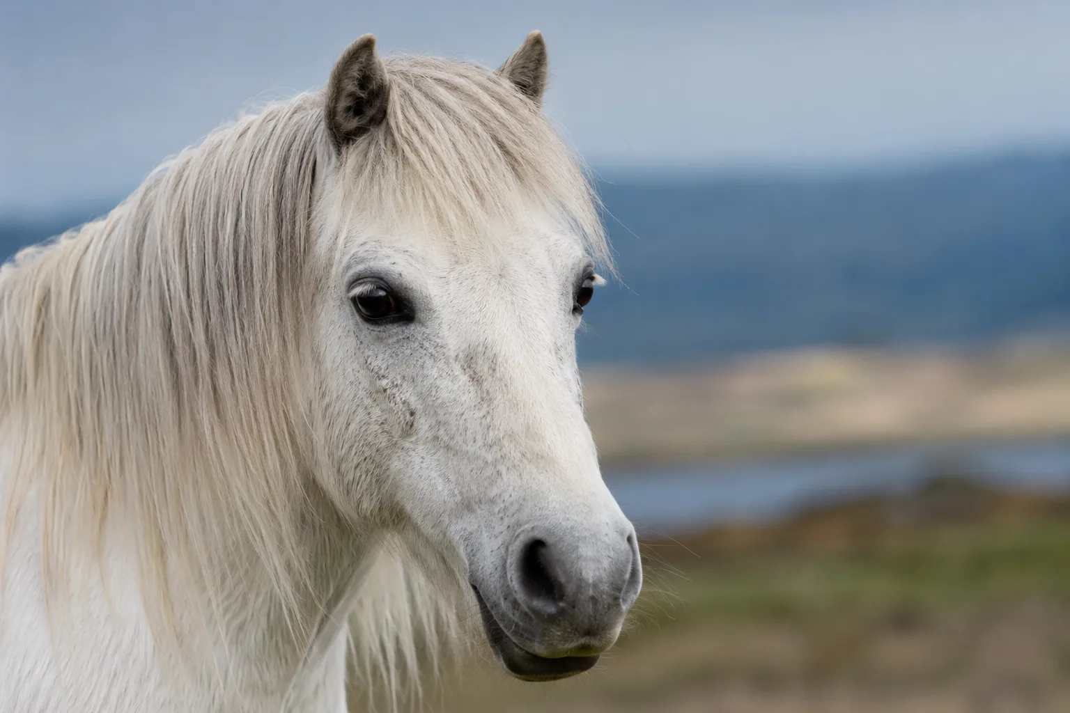 Gros plan sur la tête d'un poney Connemara, montrant ses grands yeux expressifs et son chanfrein droit.