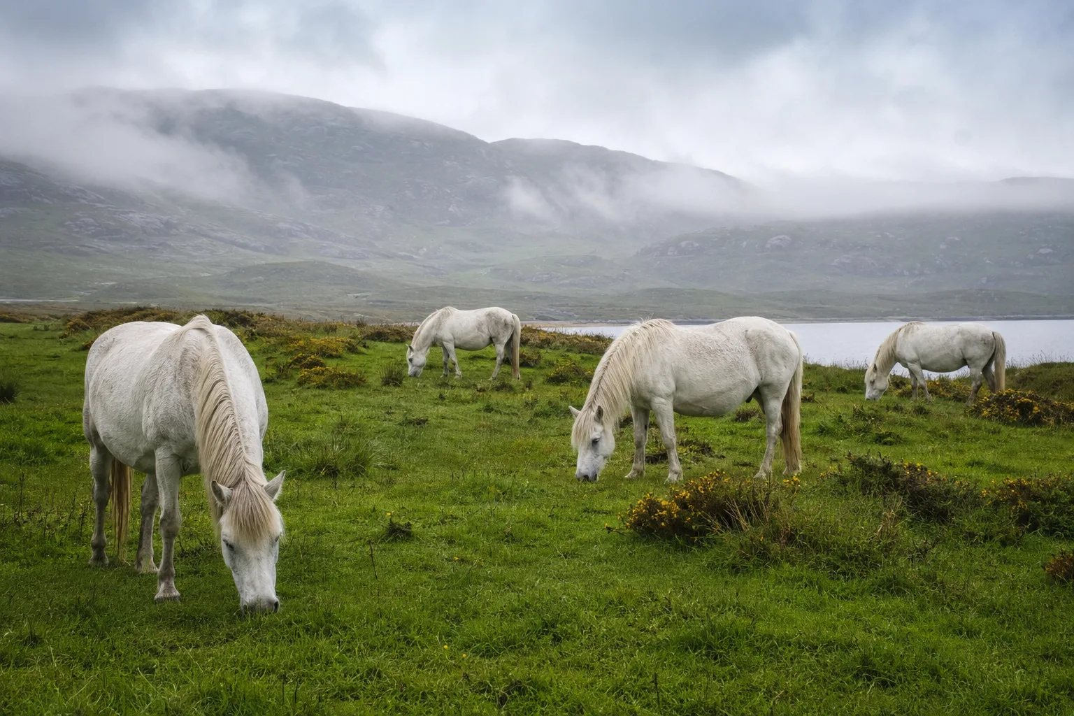 Troupeau de poneys Connemara au pâturage dans un pré verdoyant en Irlande, ambiance naturelle.