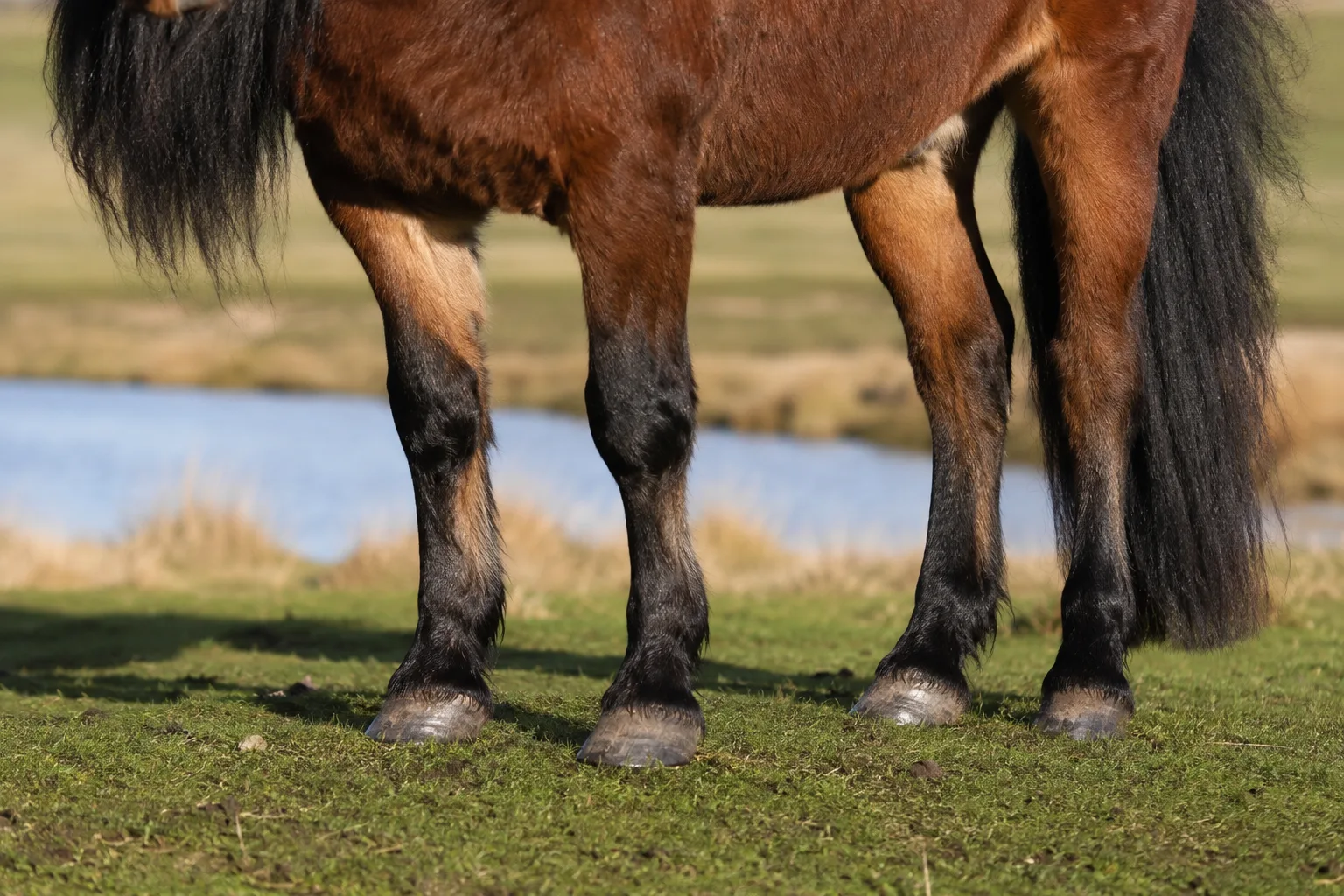 Poney Connemara de robe baie, mettant en valeur ses sabots robustes et ses crins fournis.
