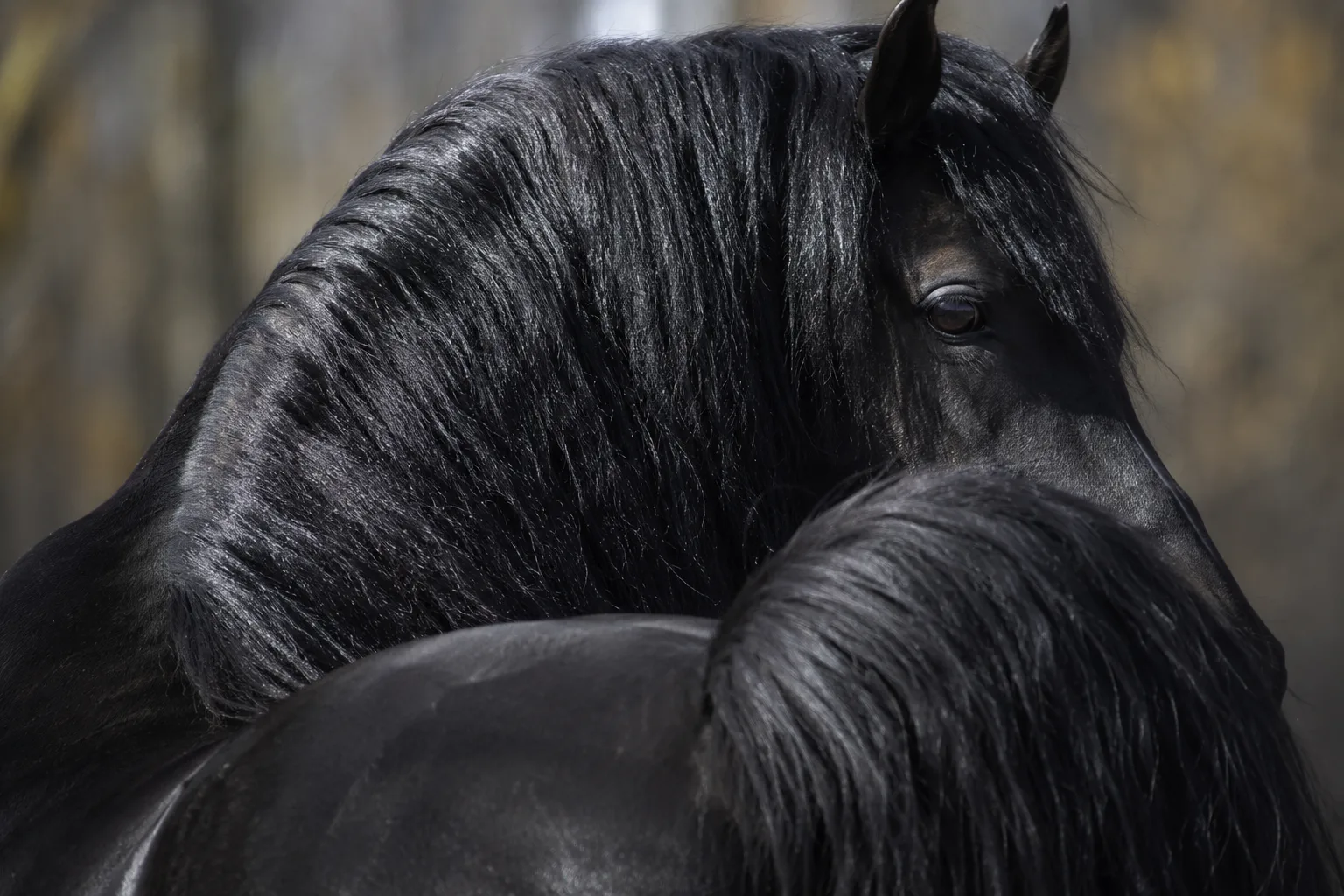 Falabella pie noir et blanc, montrant la diversité des robes et la finesse de ses membres et sabots.