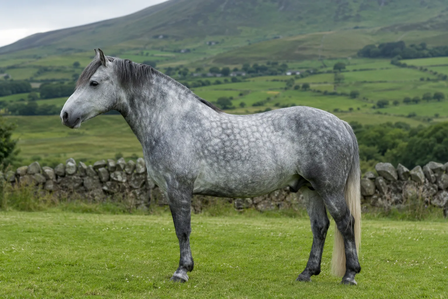 Cheval Fjord de profil, robe isabelle brunblakk, crinière en brosse, dans un paysage de fjord norvégien