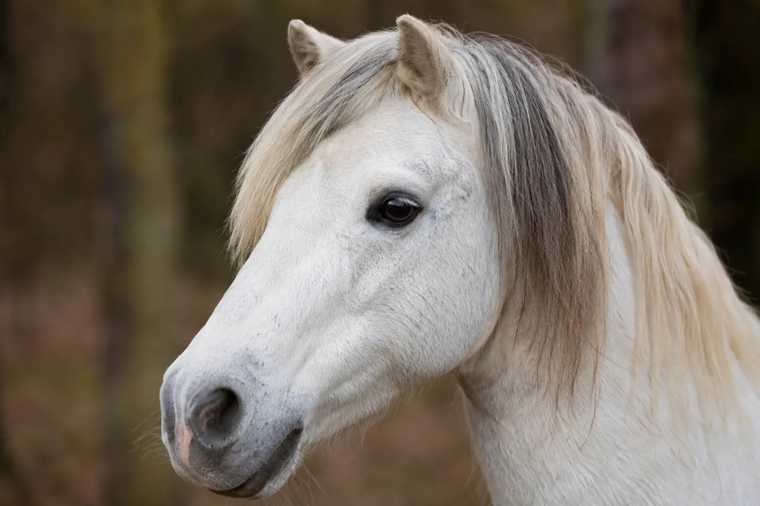 Portrait rapproché d'une tête de cheval Fjord, yeux doux, crinière bicolore coupée en brosse