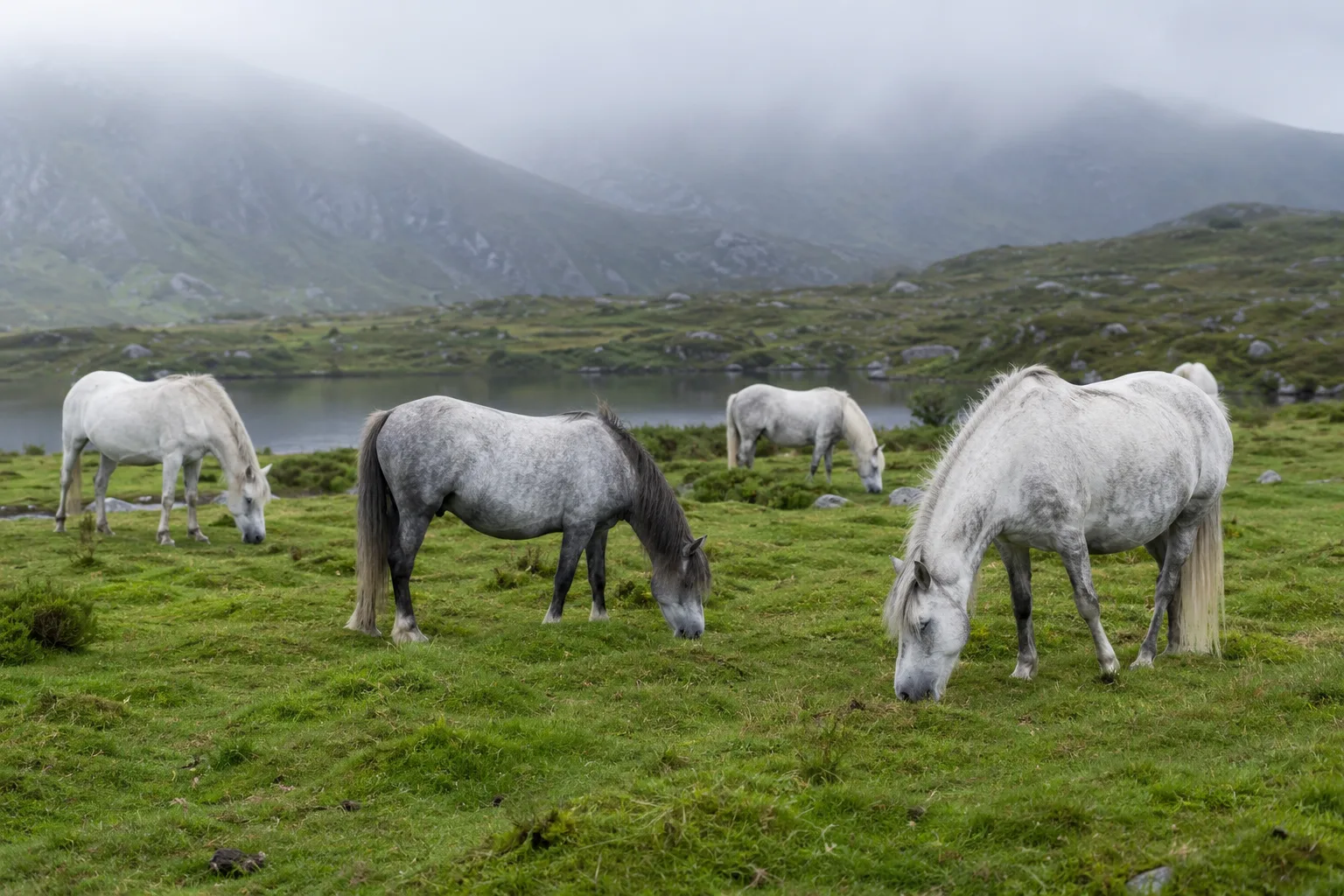 Troupeau de chevaux Fjord au pâturage dans un paysage verdoyant norvégien
