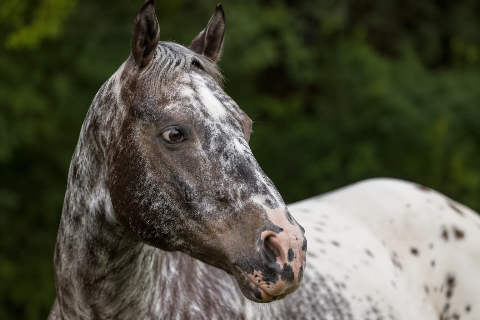 Gros plan réaliste de la tête d'un Haflinger, montrant ses yeux vifs et son chanfrein droit.