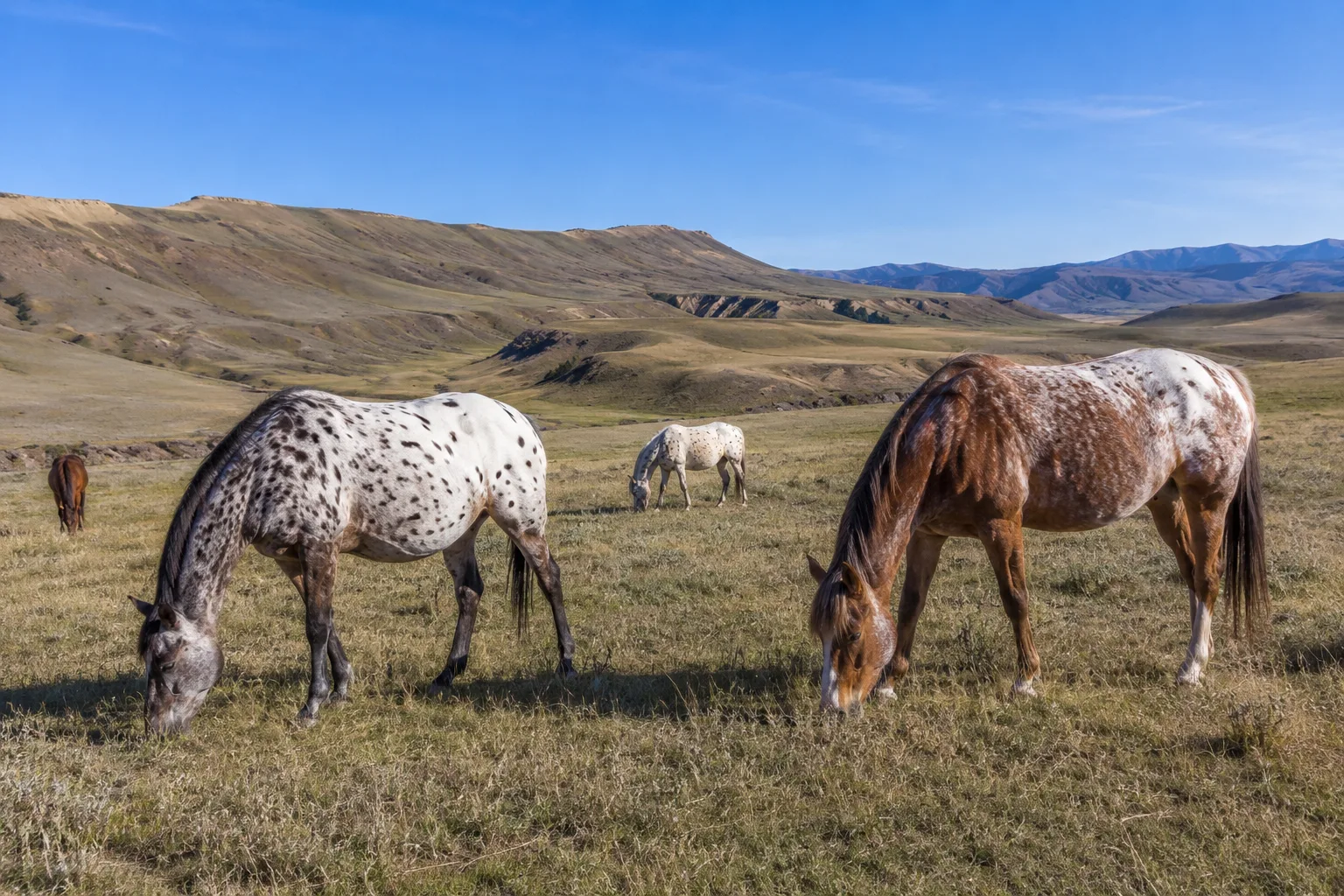 Troupeau de Haflingers broutant paisiblement dans un pâturage de montagne.