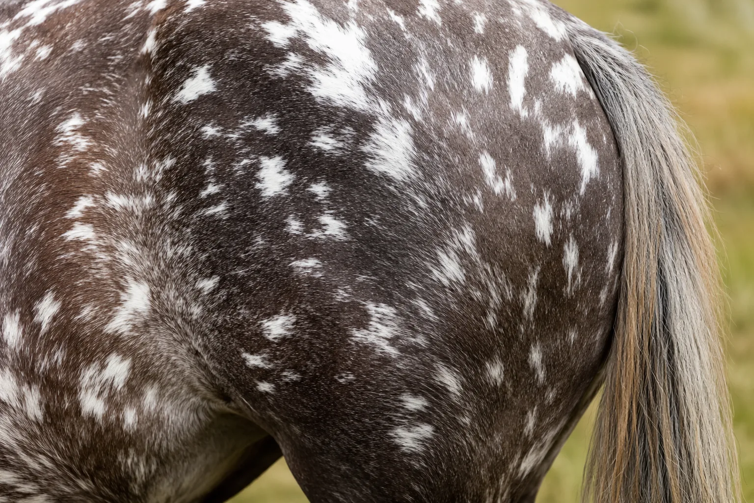 Détail des crins blonds et fournis d'un Haflinger, caractéristique de la race.