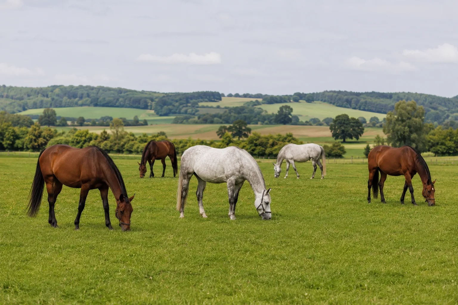 Plusieurs chevaux Holsteiners (bais et gris) au pâturage dans un paysage verdoyant, ambiance naturelle.