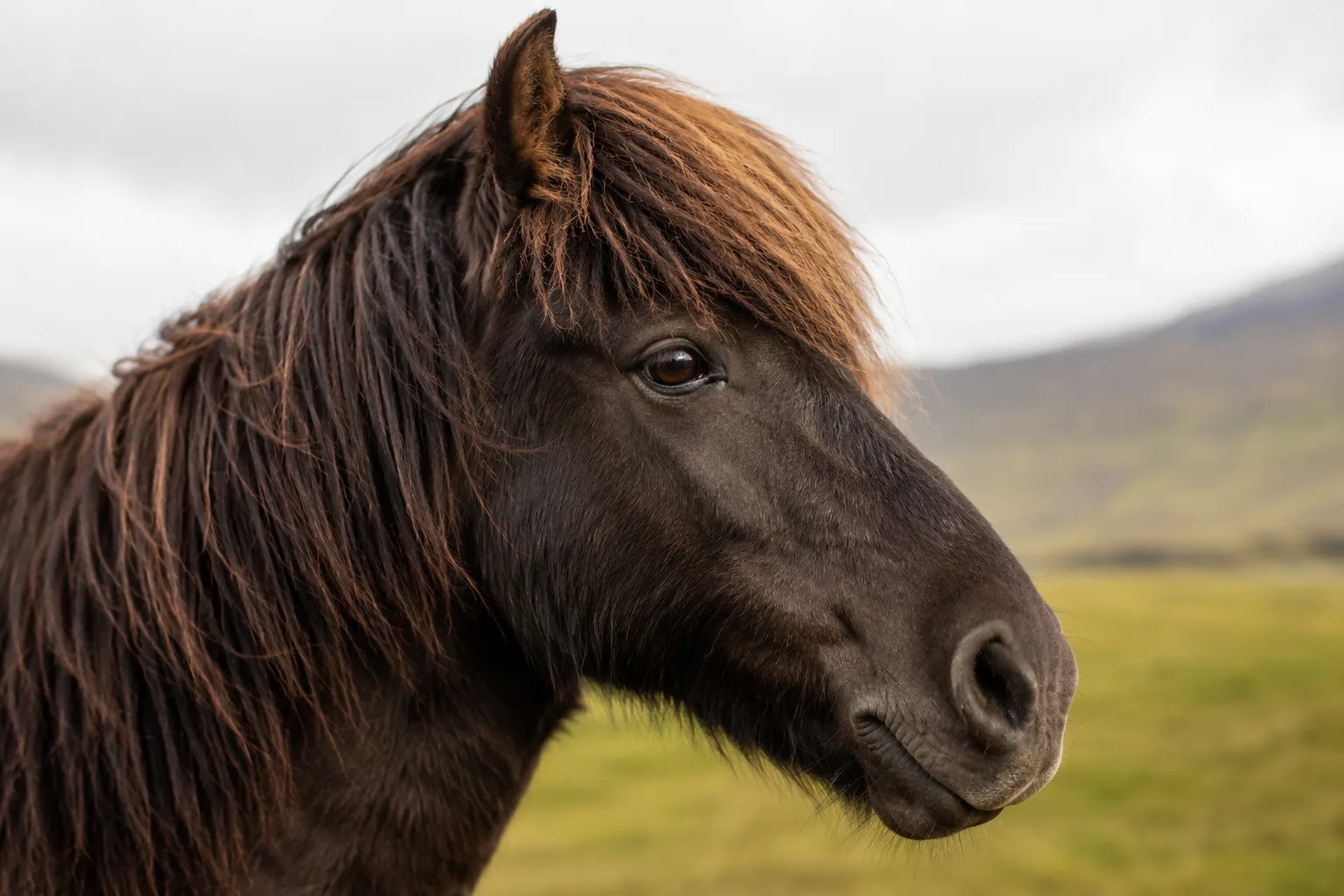 Portrait en gros plan de la tête d'un cheval Islandais, avec ses yeux expressifs