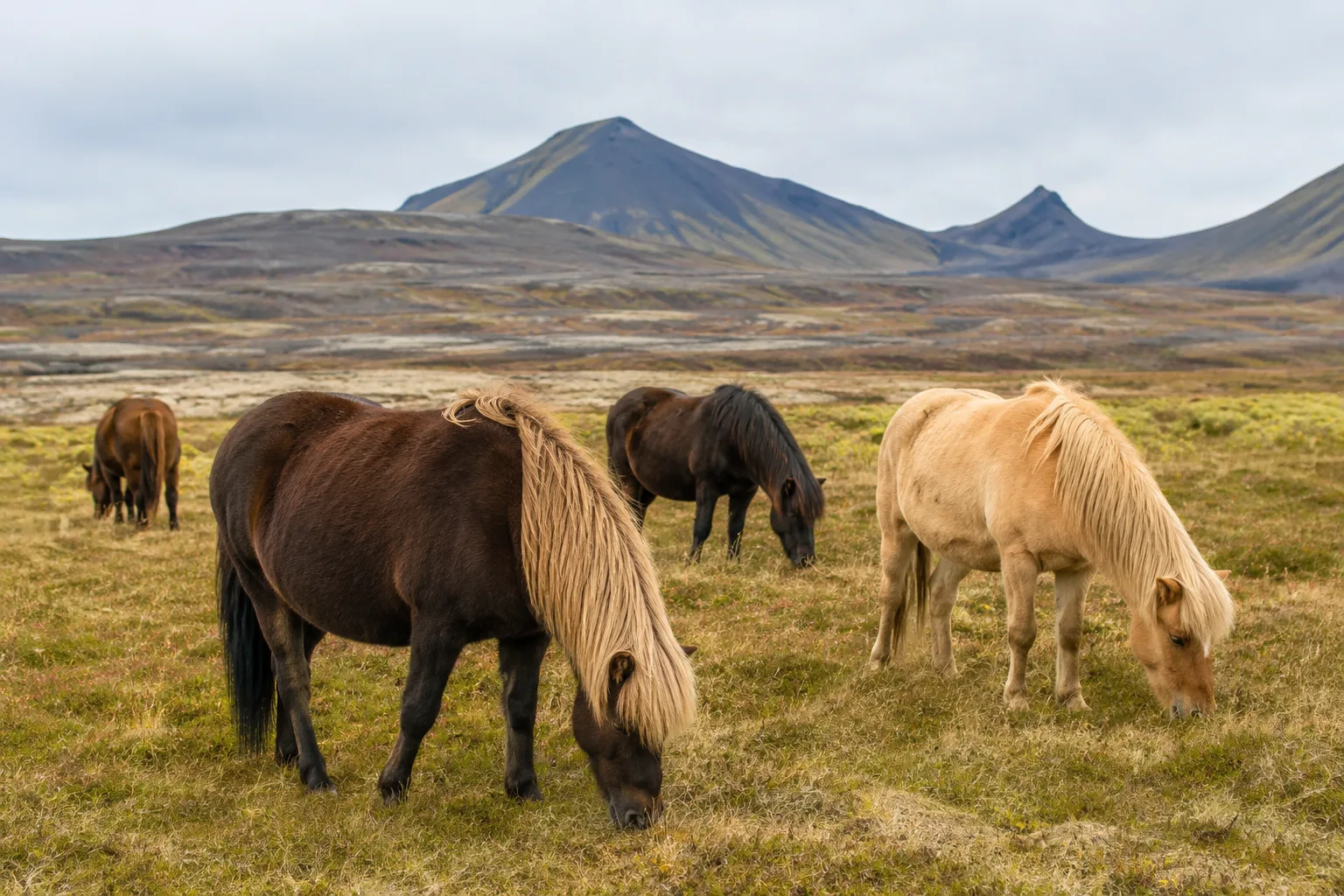 Troupeau de chevaux Islandais au pâturage dans un paysage islandais montagneux