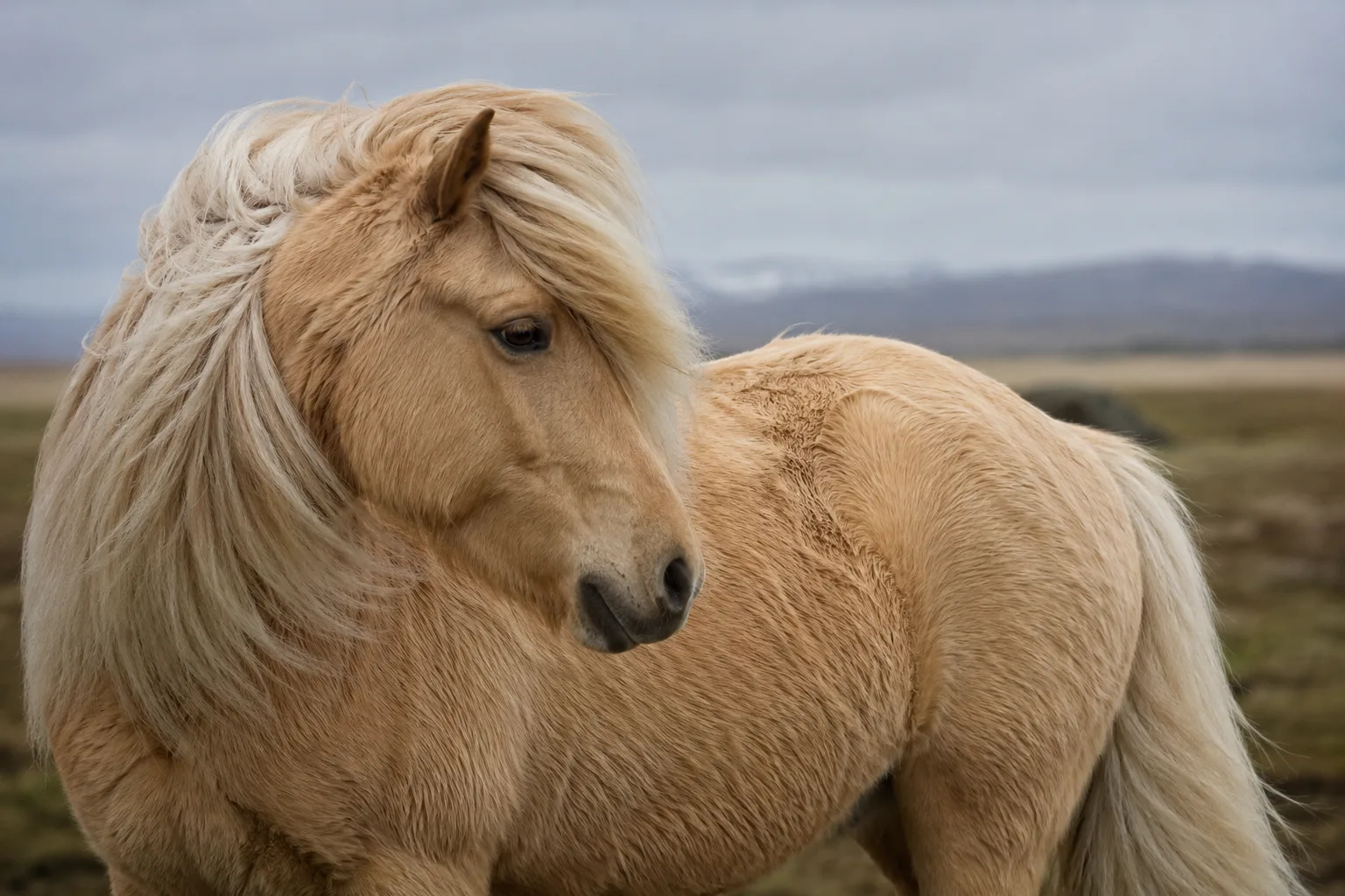 Cheval Islandais de robe palomino, mettant en valeur sa crinière et sa queue fournies