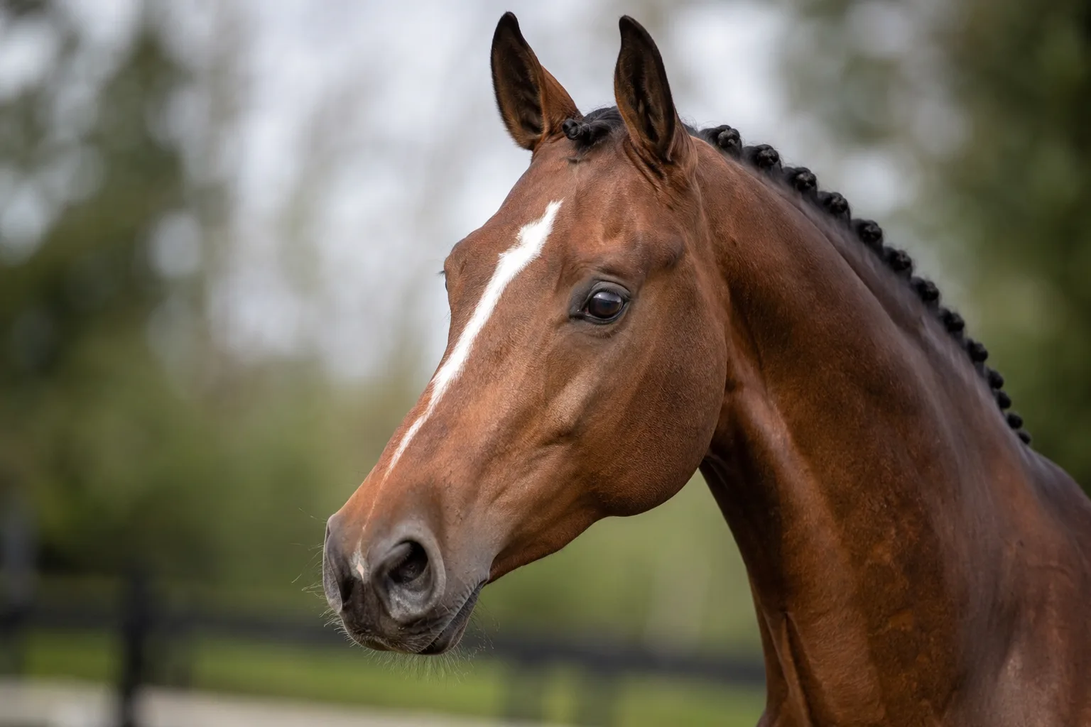 Gros plan sur la tête d'un cheval KWPN / Warmblood, montrant ses yeux vifs et son profil élégant.