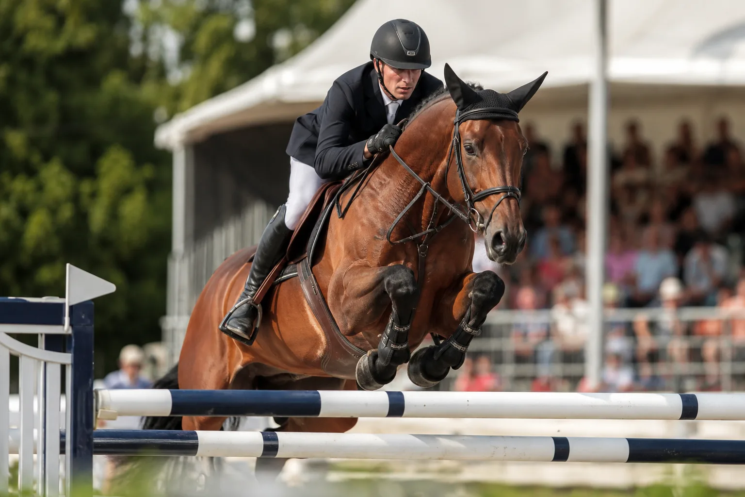 Cheval KWPN / Warmblood en plein saut d'obstacles, avec son cavalier, en compétition.