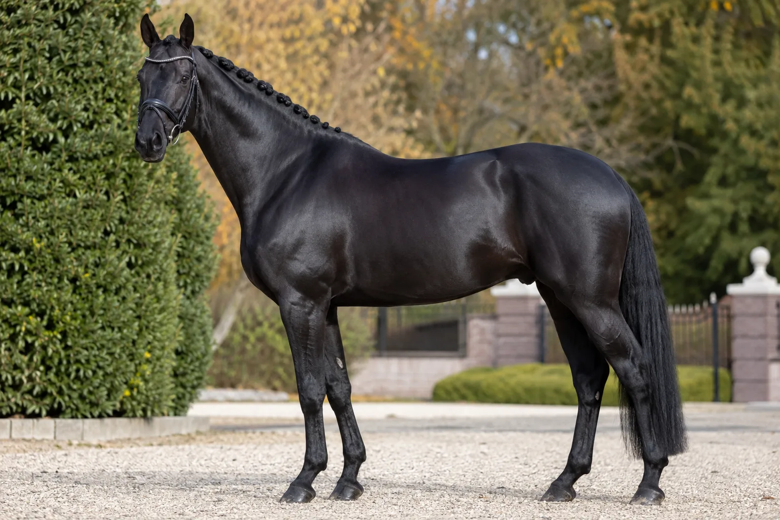 Cheval KWPN / Warmblood à la robe noire brillante, mettant en valeur son pelage et ses crins.