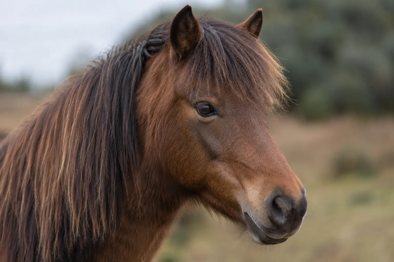 Gros plan sur la tête d'un cheval Lipizzan, montrant son profil noble, ses yeux expressifs et son chanfrein légèrement convexe.