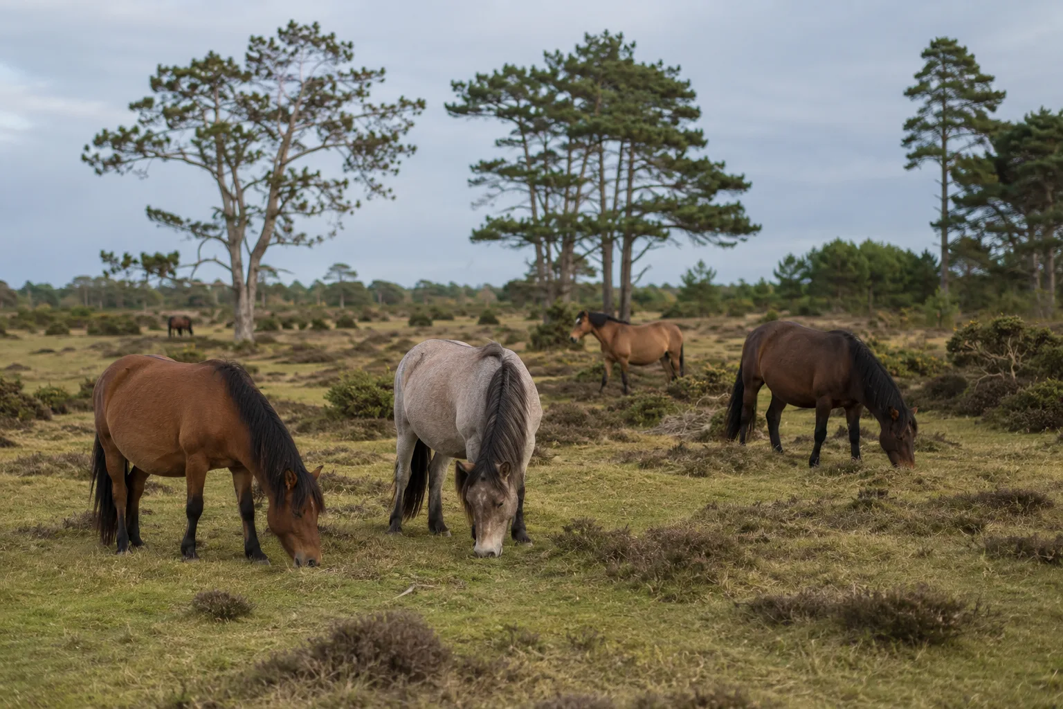 Troupeau de chevaux Lipizzans (adultes gris et poulains plus foncés) paissant tranquillement dans un grand pré vallonné avec des montagnes en arrière-plan.