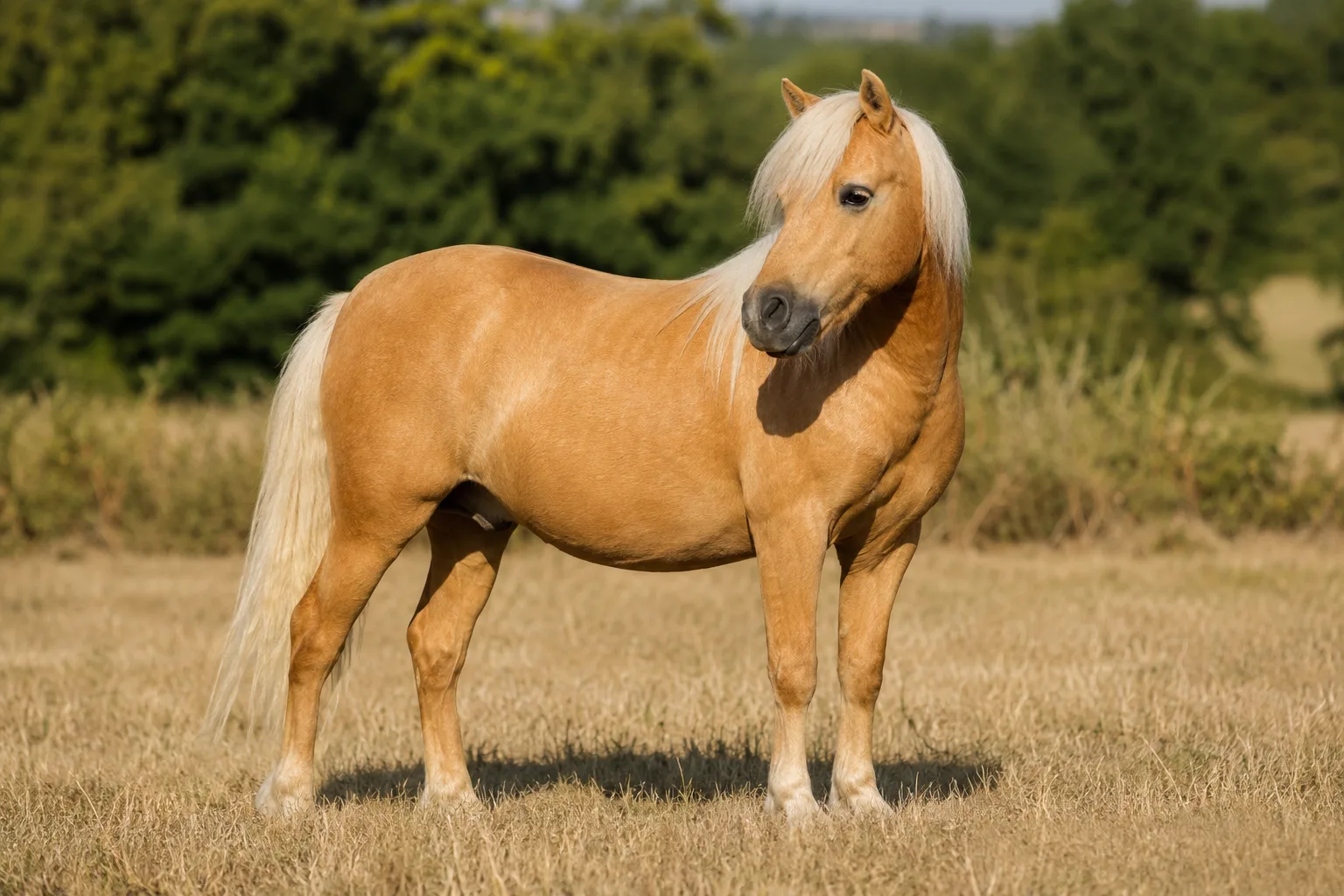 Poulain Lipizzan à la robe foncée (bai ou noir) debout à côté de sa mère grise dans un paddock ensoleillé, illustrant le changement de robe.