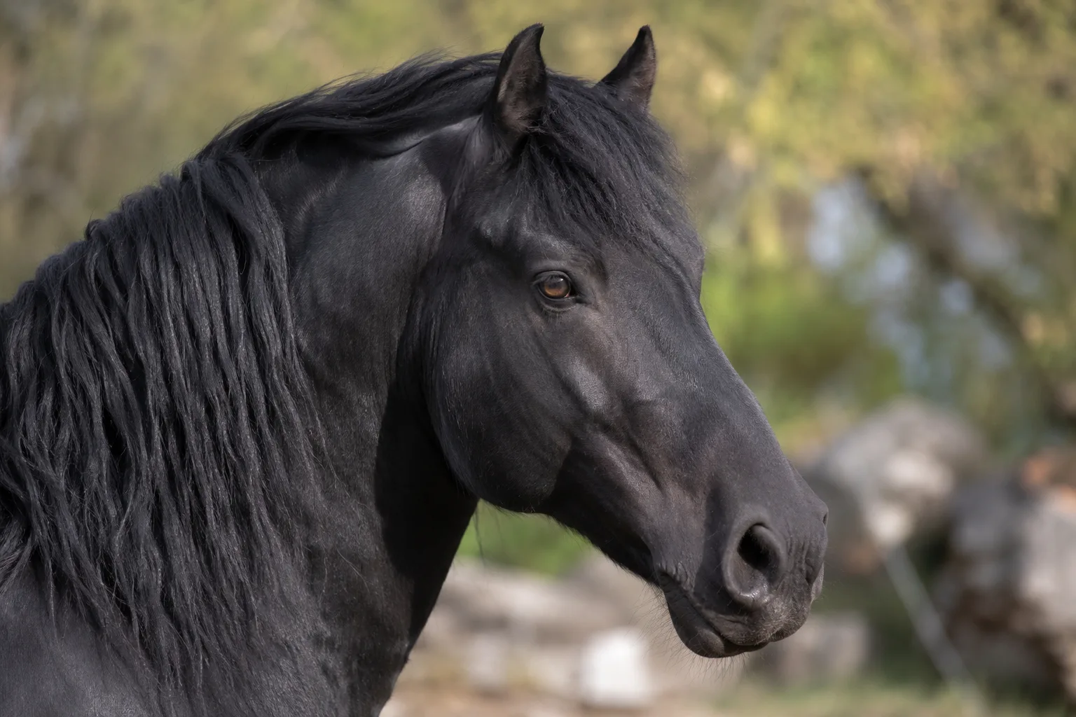 Gros plan sur la tête expressive d'un cheval Mérens noir
